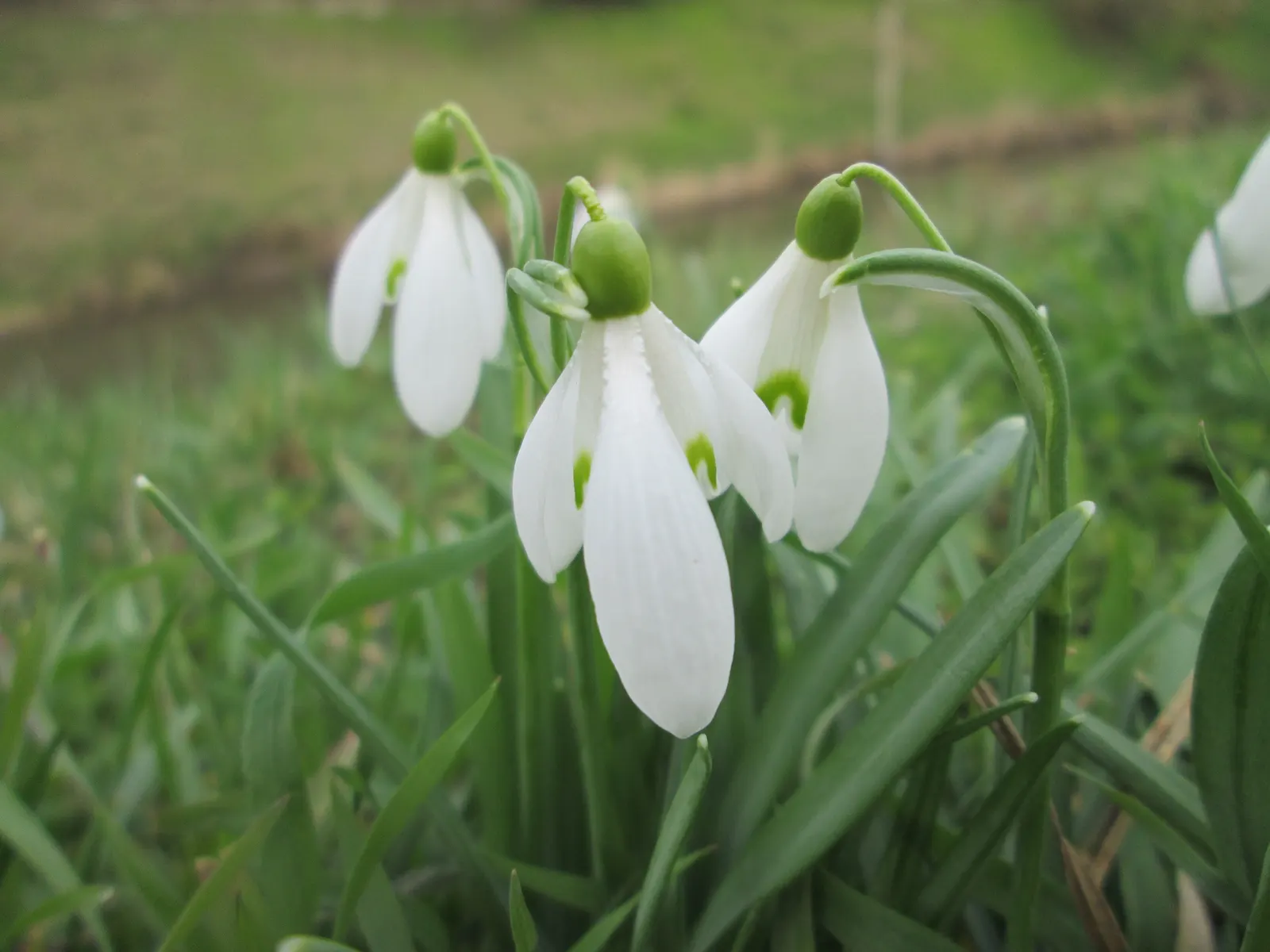 Snow Drop (Galanthus Nivalis) — white flowers in the garden; bulbous plants native to Europe and Asia Minor, image 98