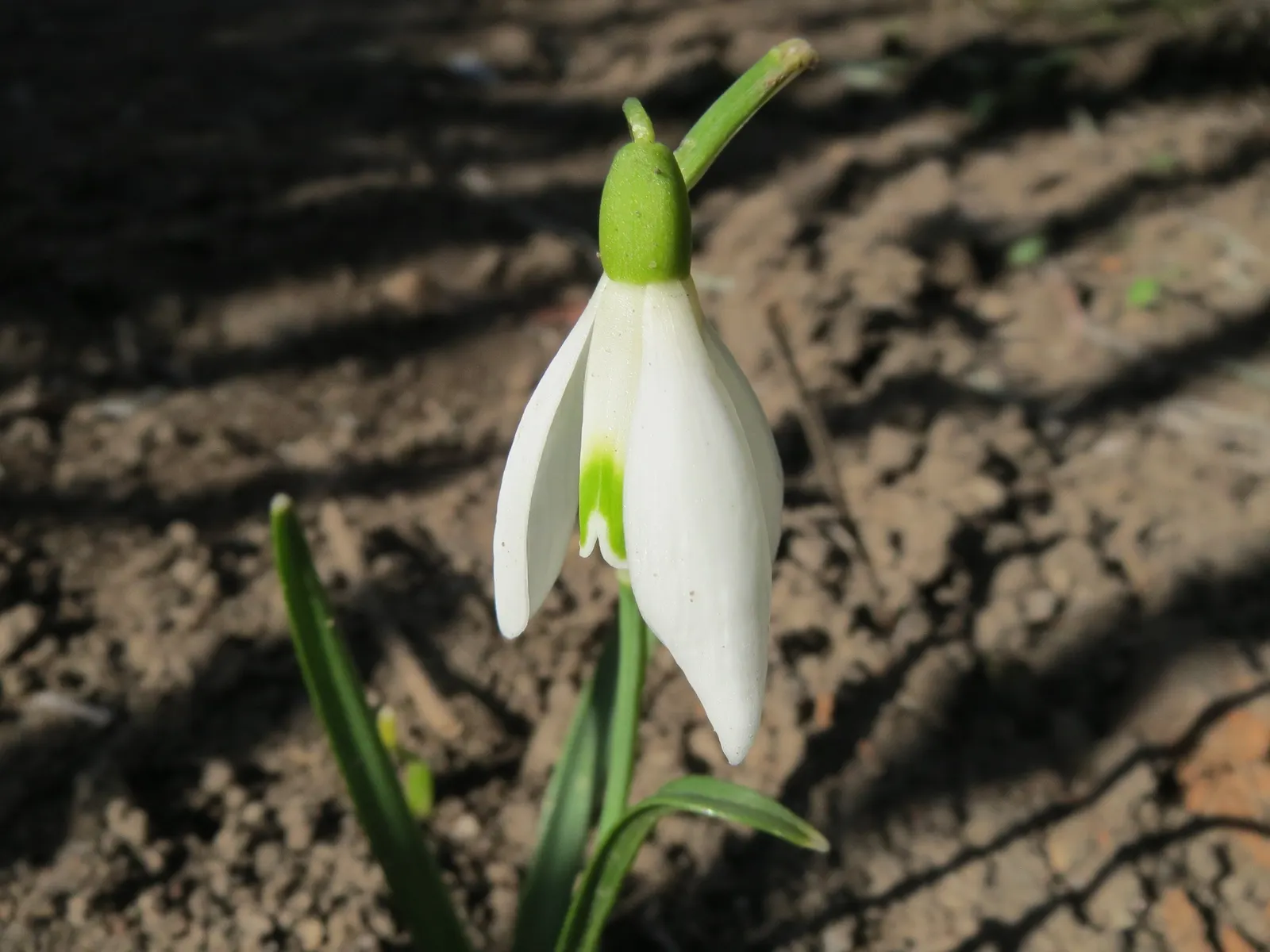 Snow Drop (Galanthus Nivalis) — The flower's charm is accentuated by its six tepals: the outer three are pure white; bulb with white blooms