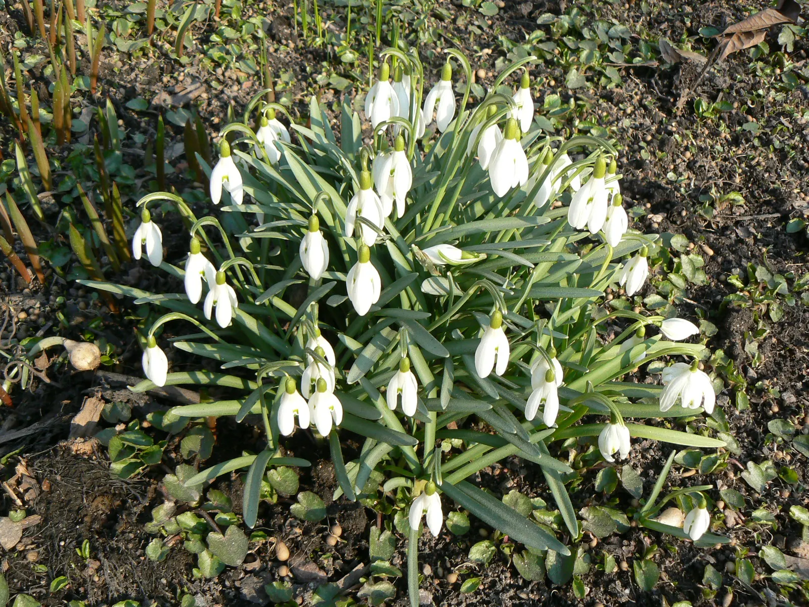 Snow Drop (Galanthus Nivalis) — Reaching 3-6 inches in height, each stem supports a solitary drooping bloom; as a cold-hardy plant, they can, image 78