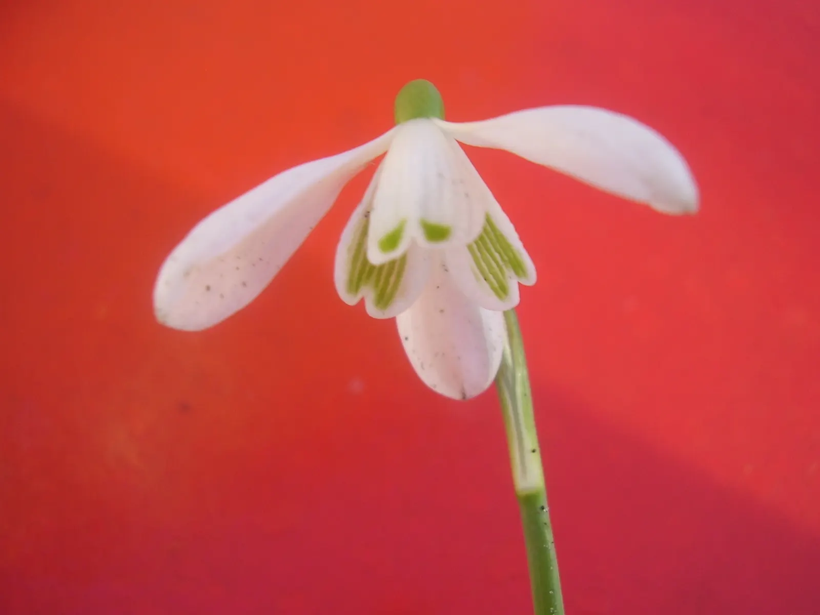 Snow Drop (Galanthus Nivalis) — The flower's charm is accentuated by its six tepals: the outer three are pure white; bulb with white blooms, image 61