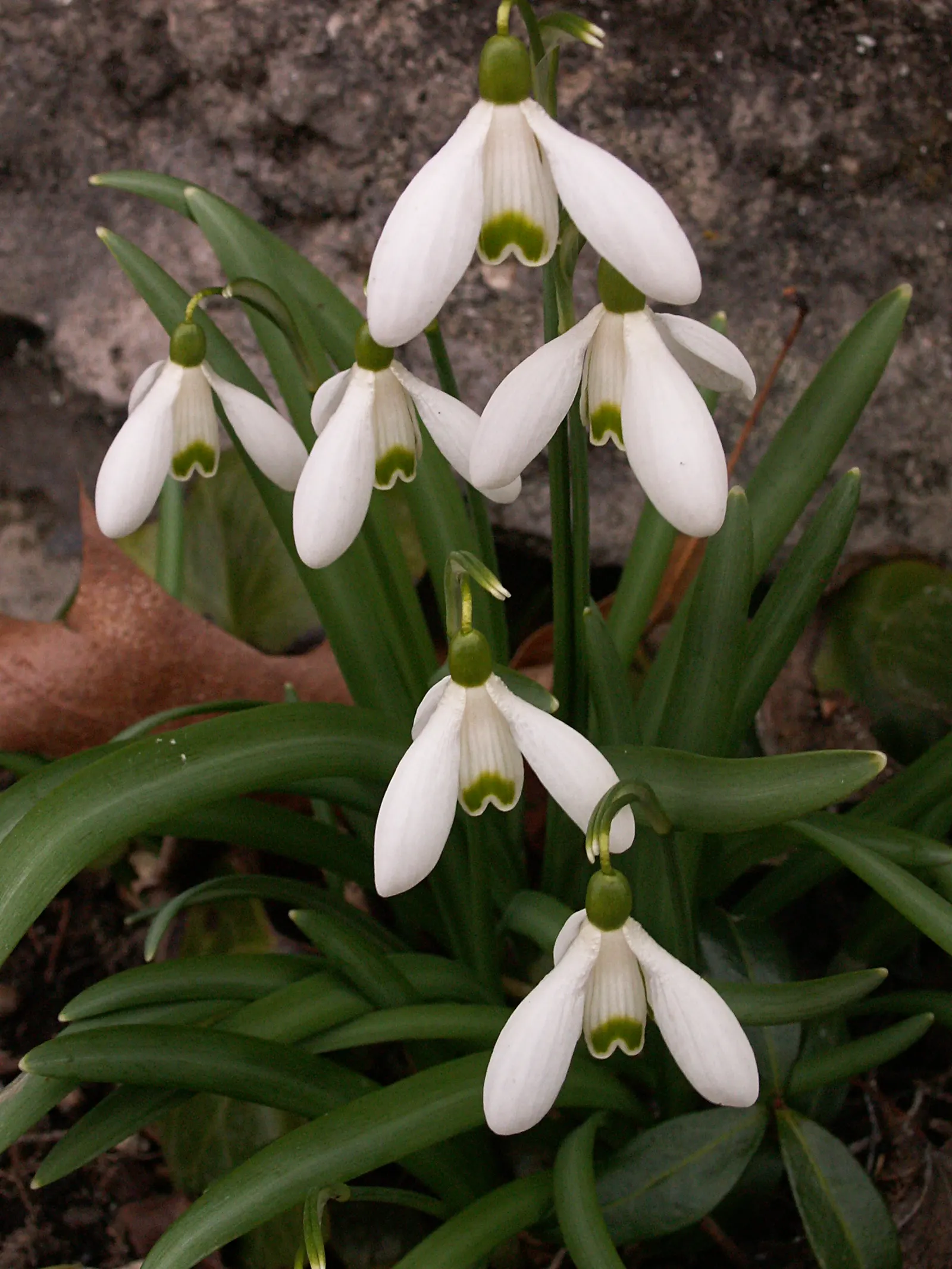 Snow Drop (Galanthus Nivalis) — heralding spring with delicate white; the flower's charm is accentuated by its six tepals: the outer three are pure white