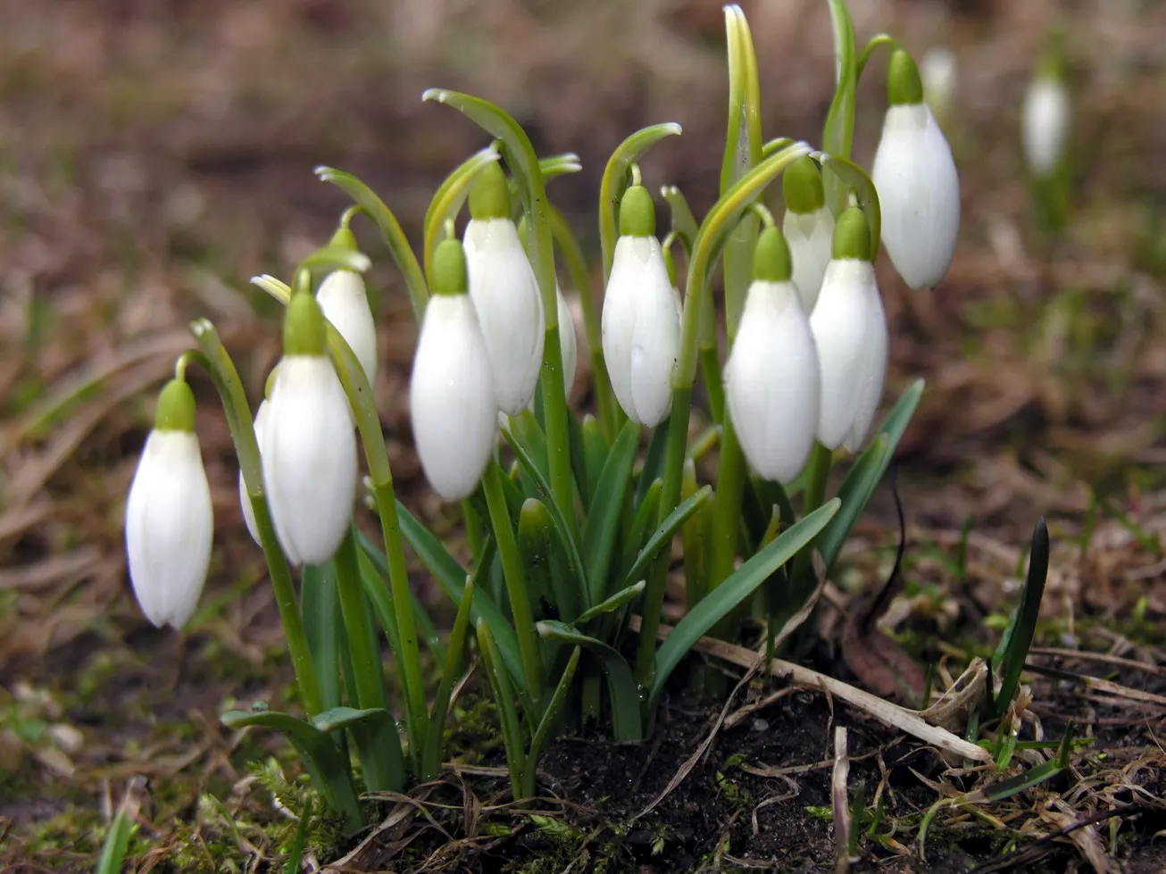 Snow Drop (Galanthus Nivalis) — Its slender, glaucous leaves emerge amidst cold weather, often through snow; bulb for full or half, image 54