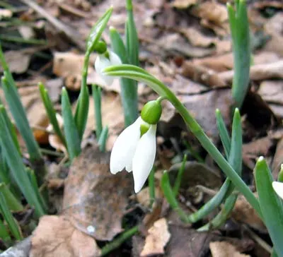 Snow Drop (Galanthus Nivalis) — Reaching 3-6 inches in height, each stem supports a solitary drooping bloom; as a cold-hardy plant, they can tolerate