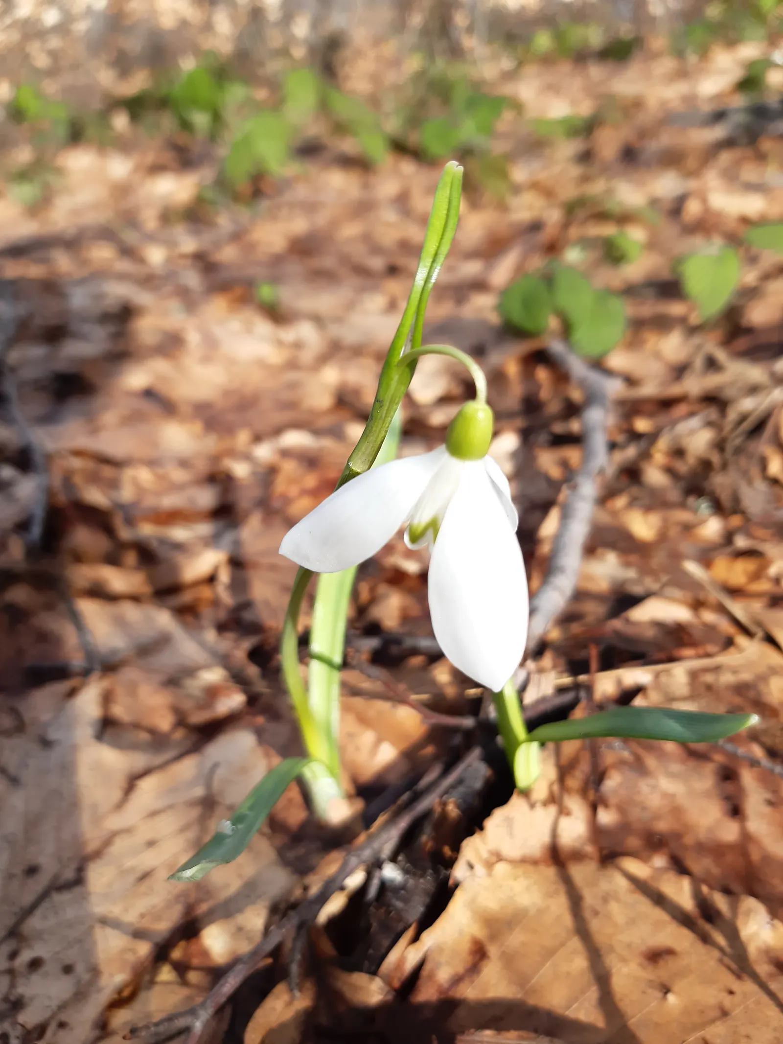 Snow Drop (Galanthus Nivalis) — while the inner trio are smaller; hardy in zones 3-8, they provide a low-maintenance accent in woodland gardens and, image 87