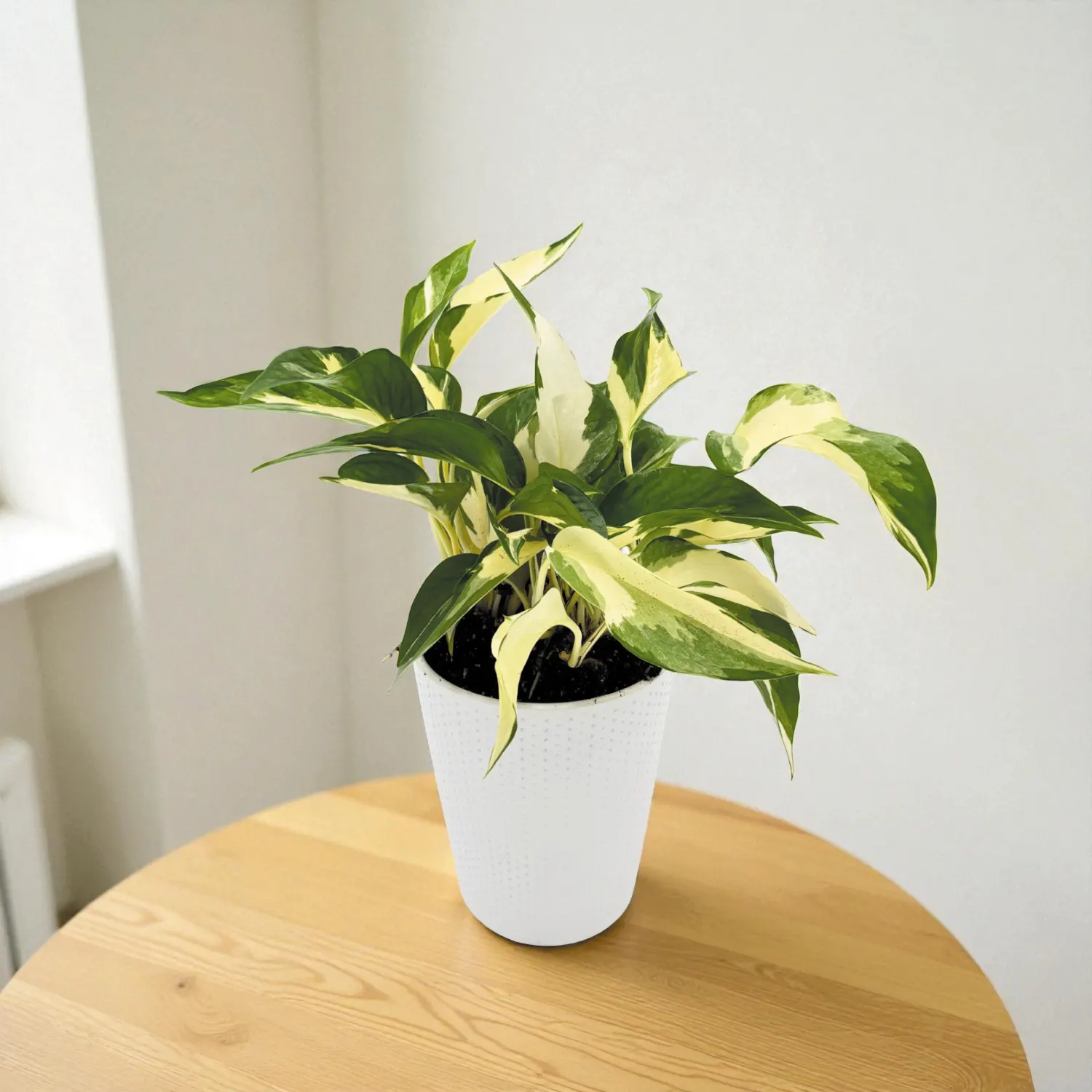Snowy Stream™ Golden Pothos (Epipremnum aureum) — Snowy Stream™ Golden Pothos can stay compact in small pots or vine 6-108 inches with support
