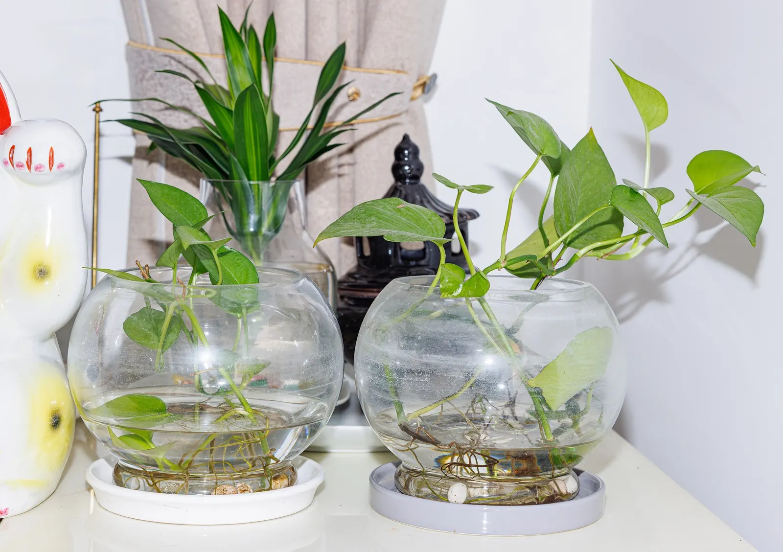 Snowy Stream™ Golden Pothos (Epipremnum aureum) — prefers well-drained potting mix