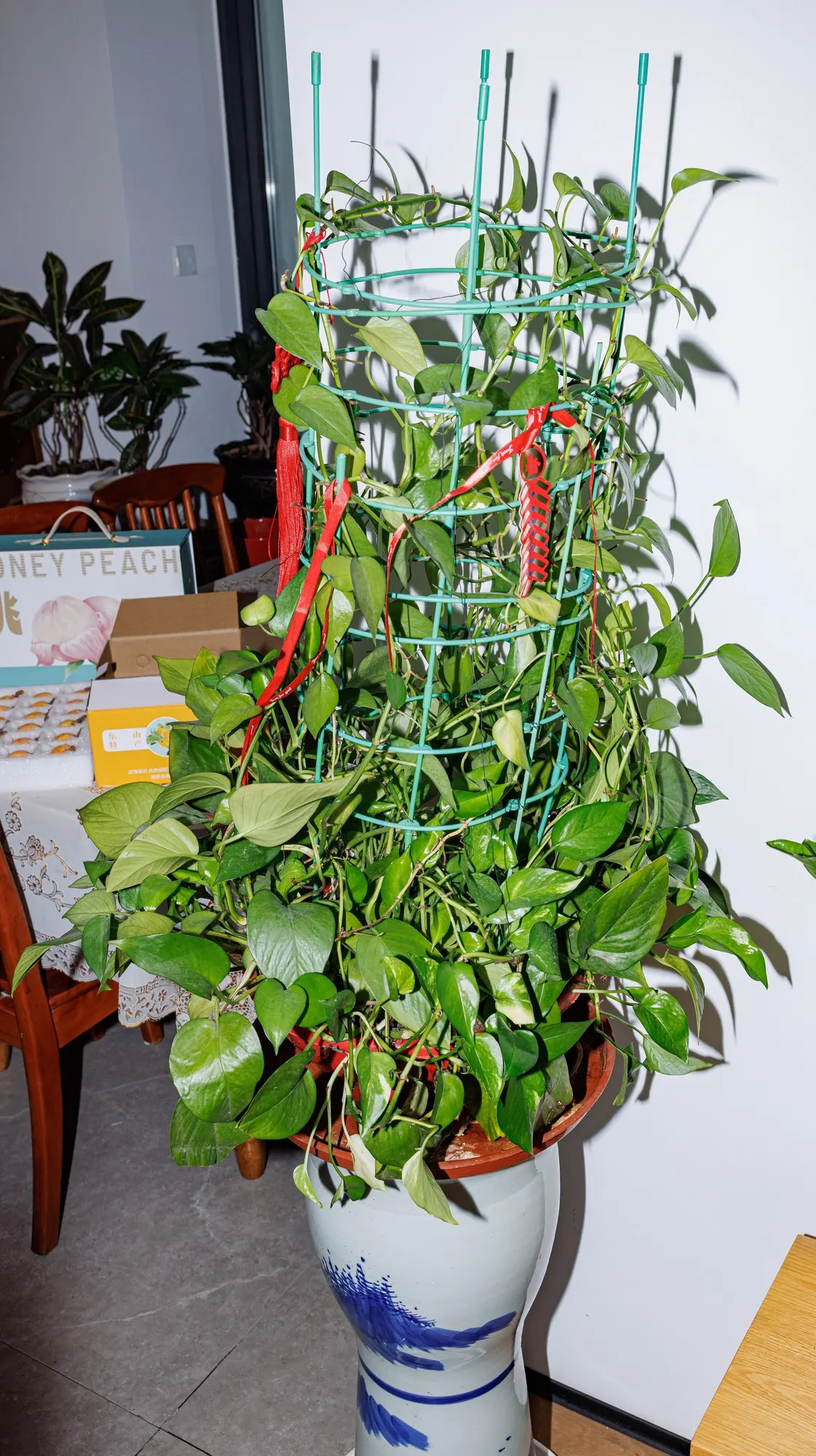 Snowy Stream™ Golden Pothos (Epipremnum aureum) — and should dry slightly between waterings