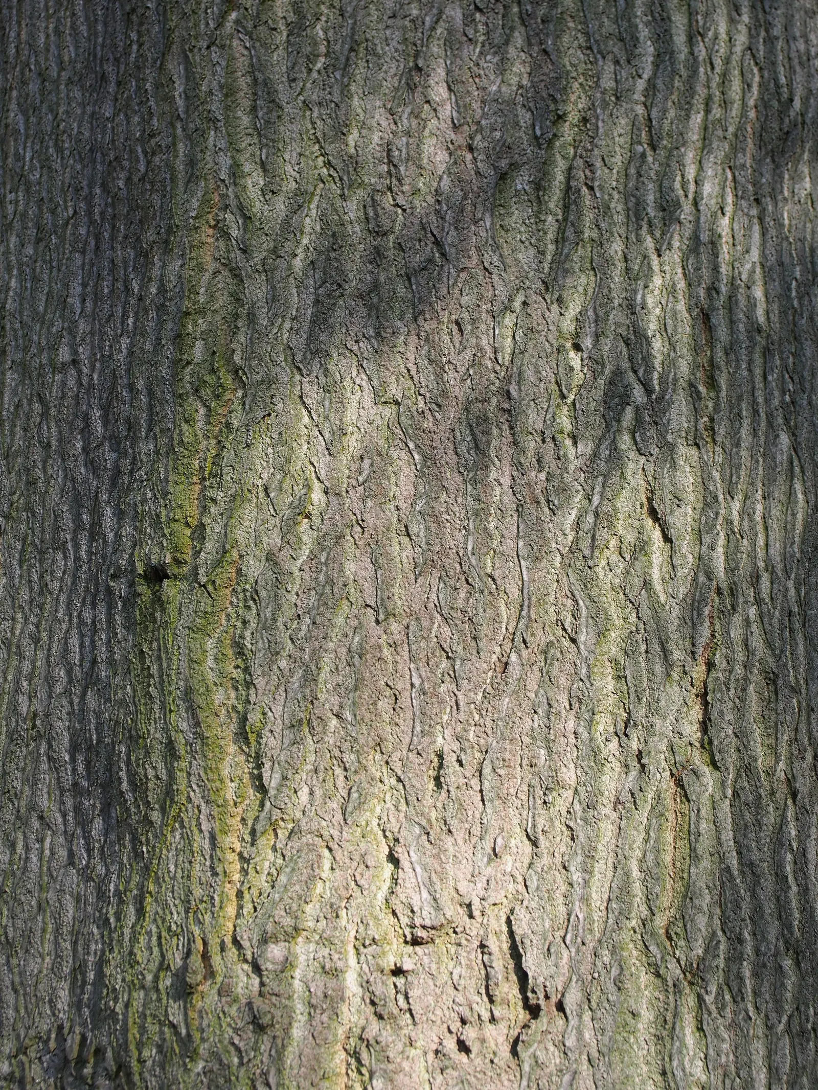 Tree Of Heaven (Ailanthus Altissima) — Regular pruning and maintenance are needed to manage its size and to prevent unwanted spreading
