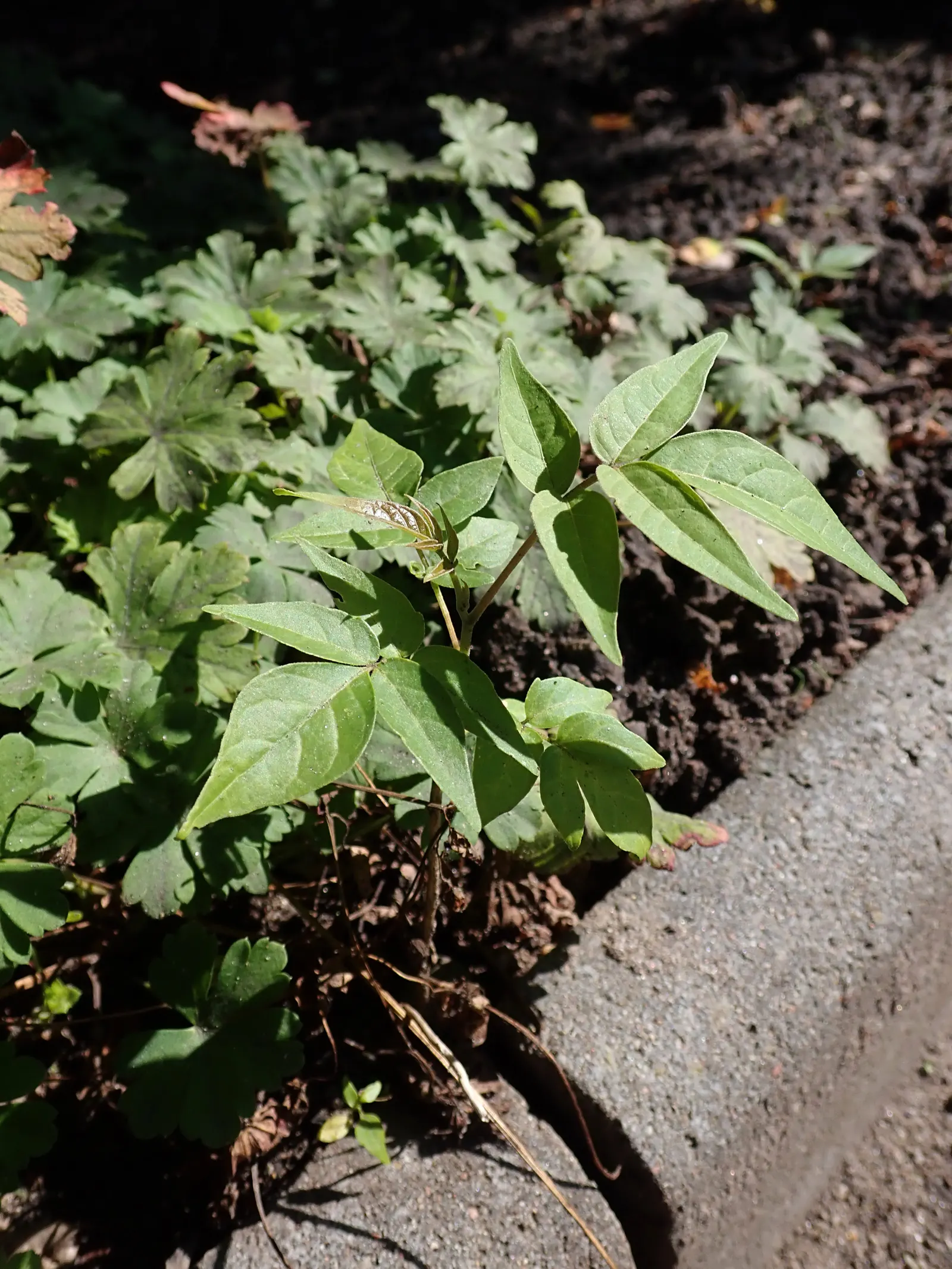 Tree Of Heaven (Ailanthus Altissima) — this tree can withstand air pollution and poor soils; its compound leaves are quite lengthy, image 84