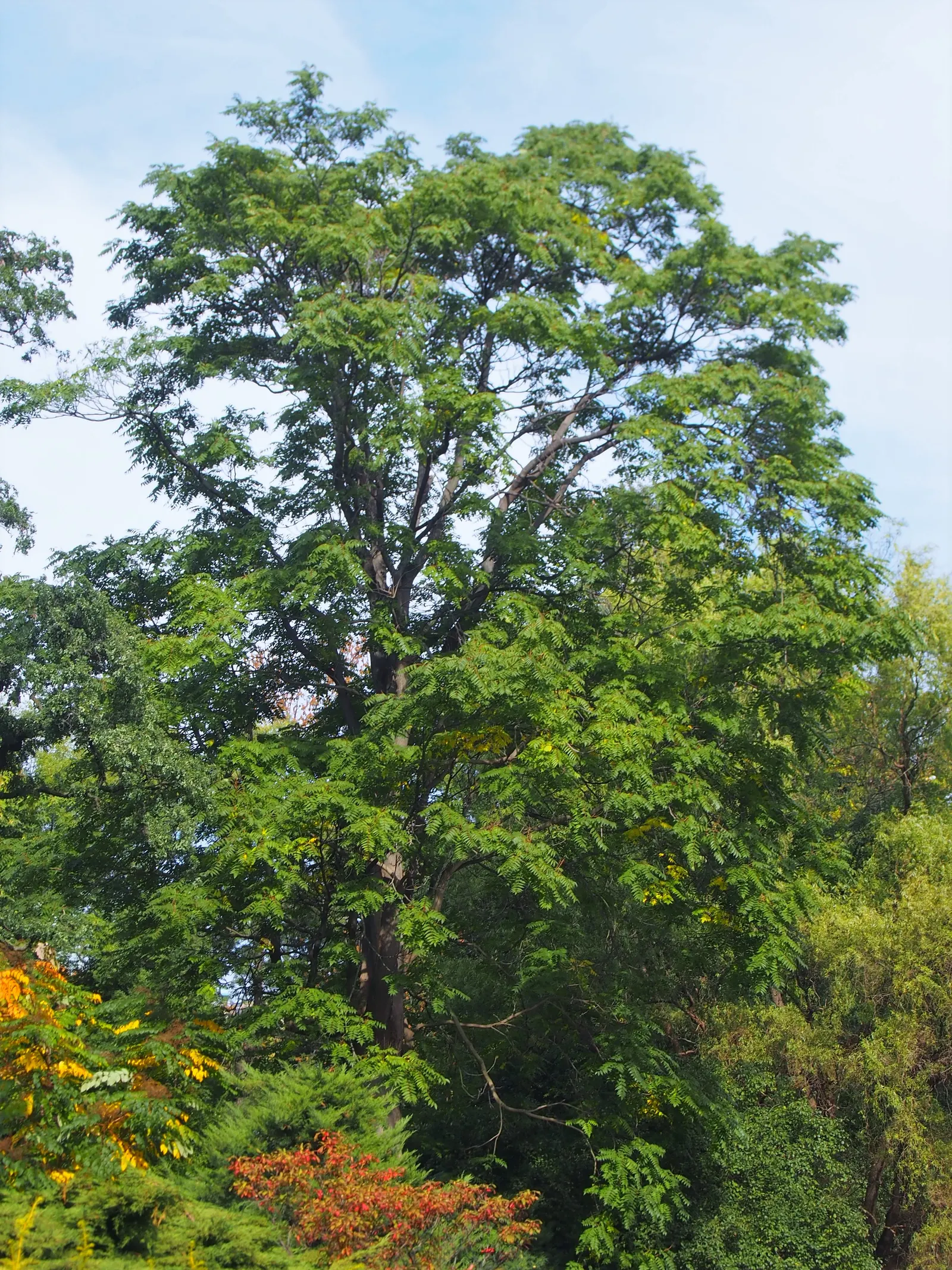 Tree Of Heaven (Ailanthus Altissima) — Regular pruning and maintenance are needed to manage its size and to prevent unwanted spreading; tree with, image 89