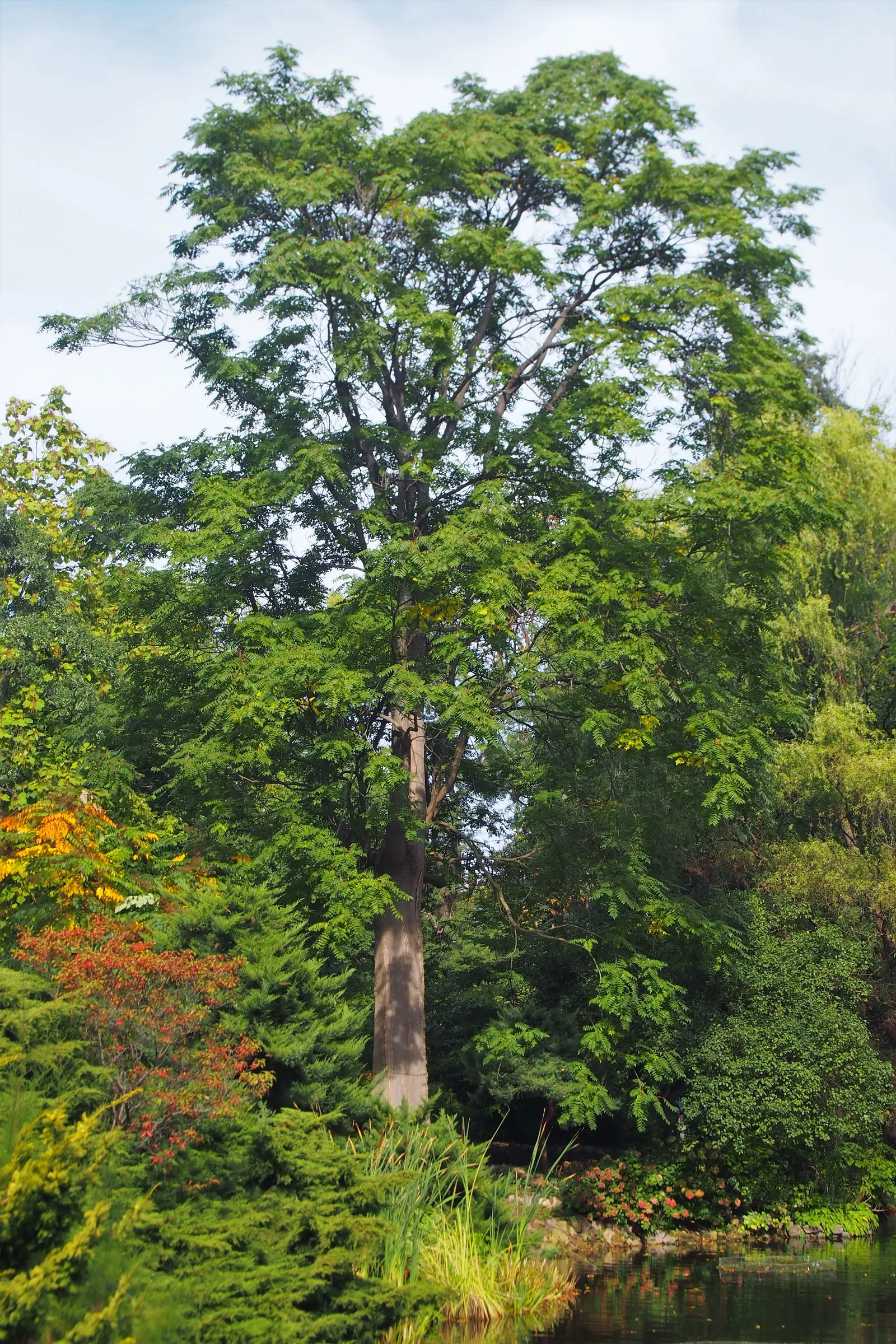 Tree Of Heaven (Ailanthus Altissima) — the Tree of Heaven is hardy in USDA zones 4 to 8