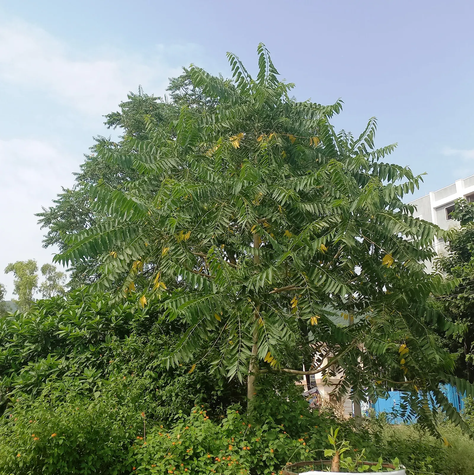 Tree Of Heaven (Ailanthus Altissima) — While it can thrive in a variety of soil types, it has a preference for well-drained loams; ailanthus, image 105