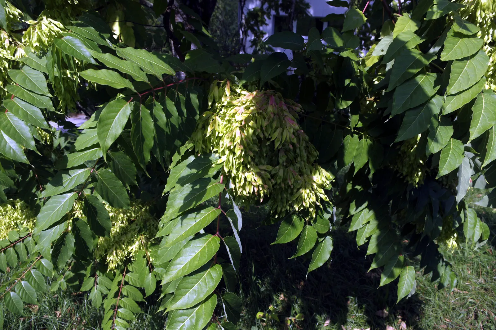 Tree Of Heaven (Ailanthus Altissima) — with a tendency to spread aggressively through root suckers and seeds; additionally, it produces a chemical, image 62