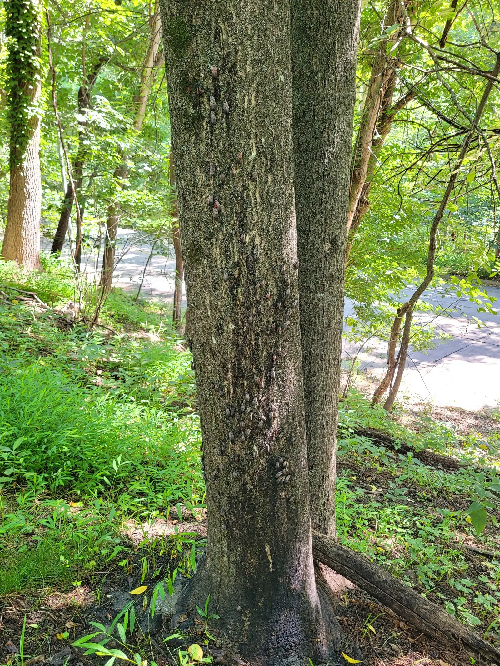 Tree Of Heaven (Ailanthus Altissima) — the Tree of Heaven is hardy in USDA zones 4 to 8, image 104