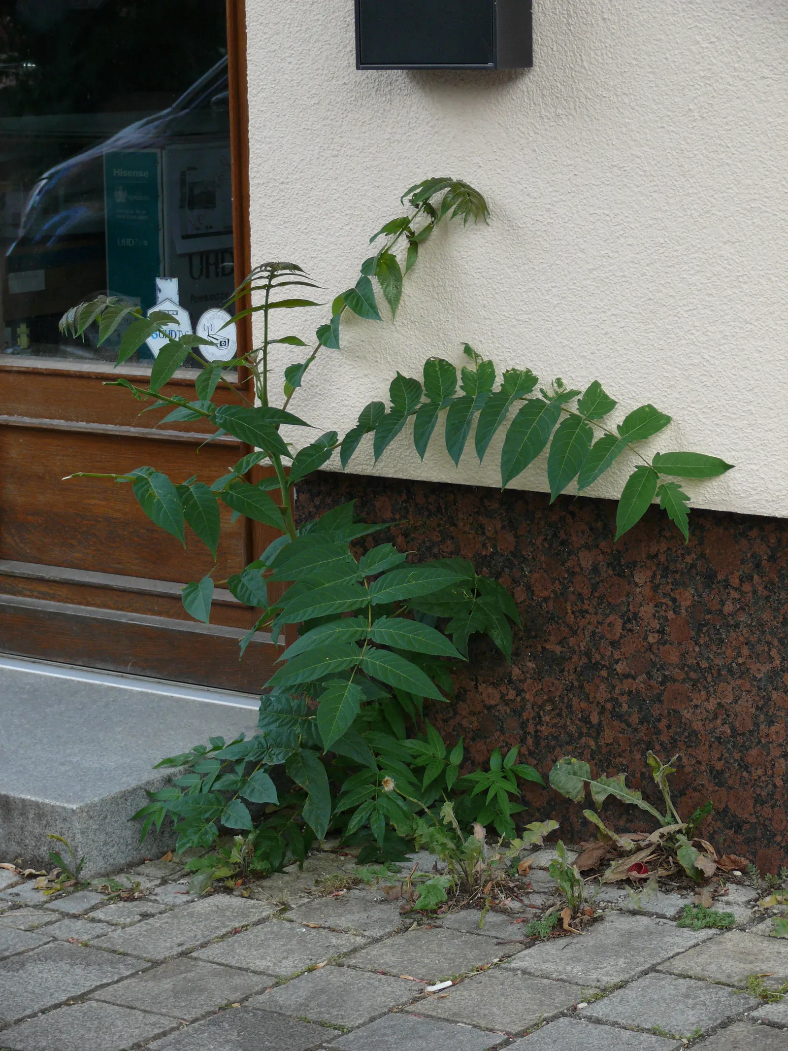 Tree Of Heaven (Ailanthus Altissima) — and each is composed of numerous smaller leaflets; consider placement and control carefully in landscape designs
