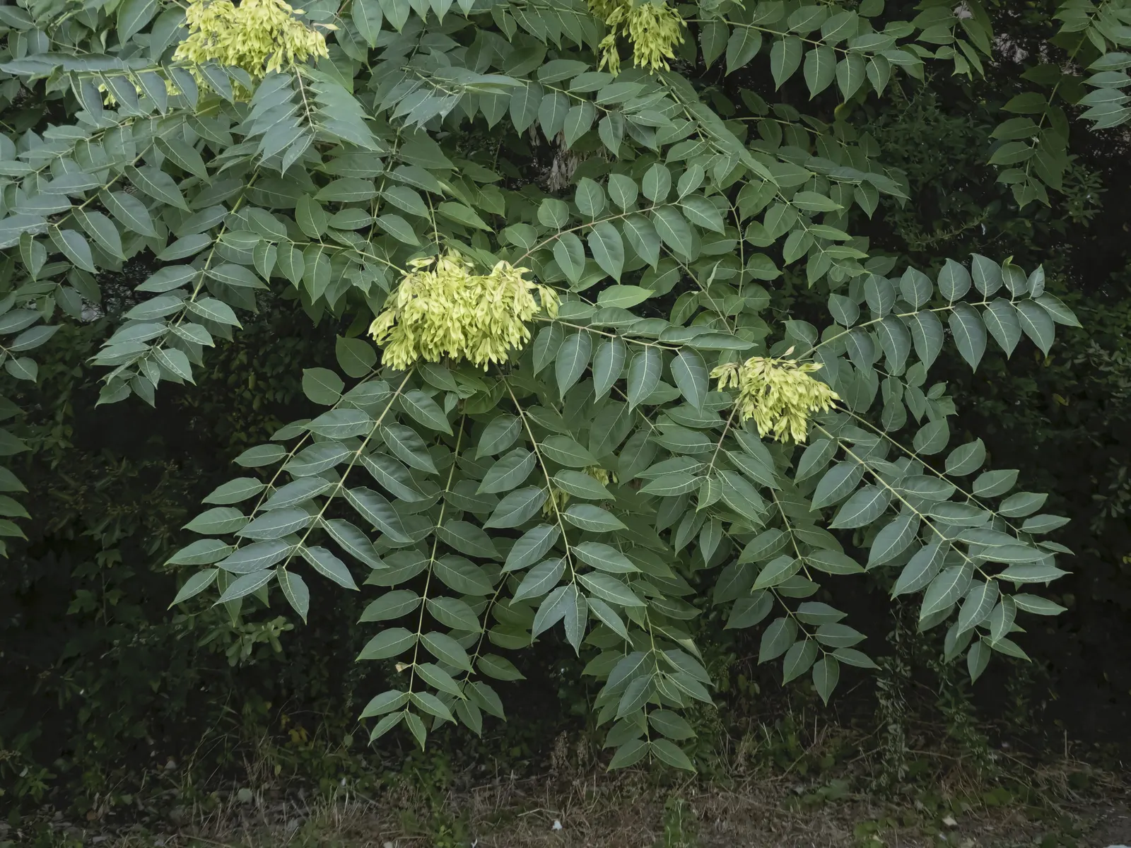 Tree Of Heaven (Ailanthus Altissima) — Resilient to pollution and poor soils, it thrives in zones 4-8; tropical-like leaves and ability to provide, image 72