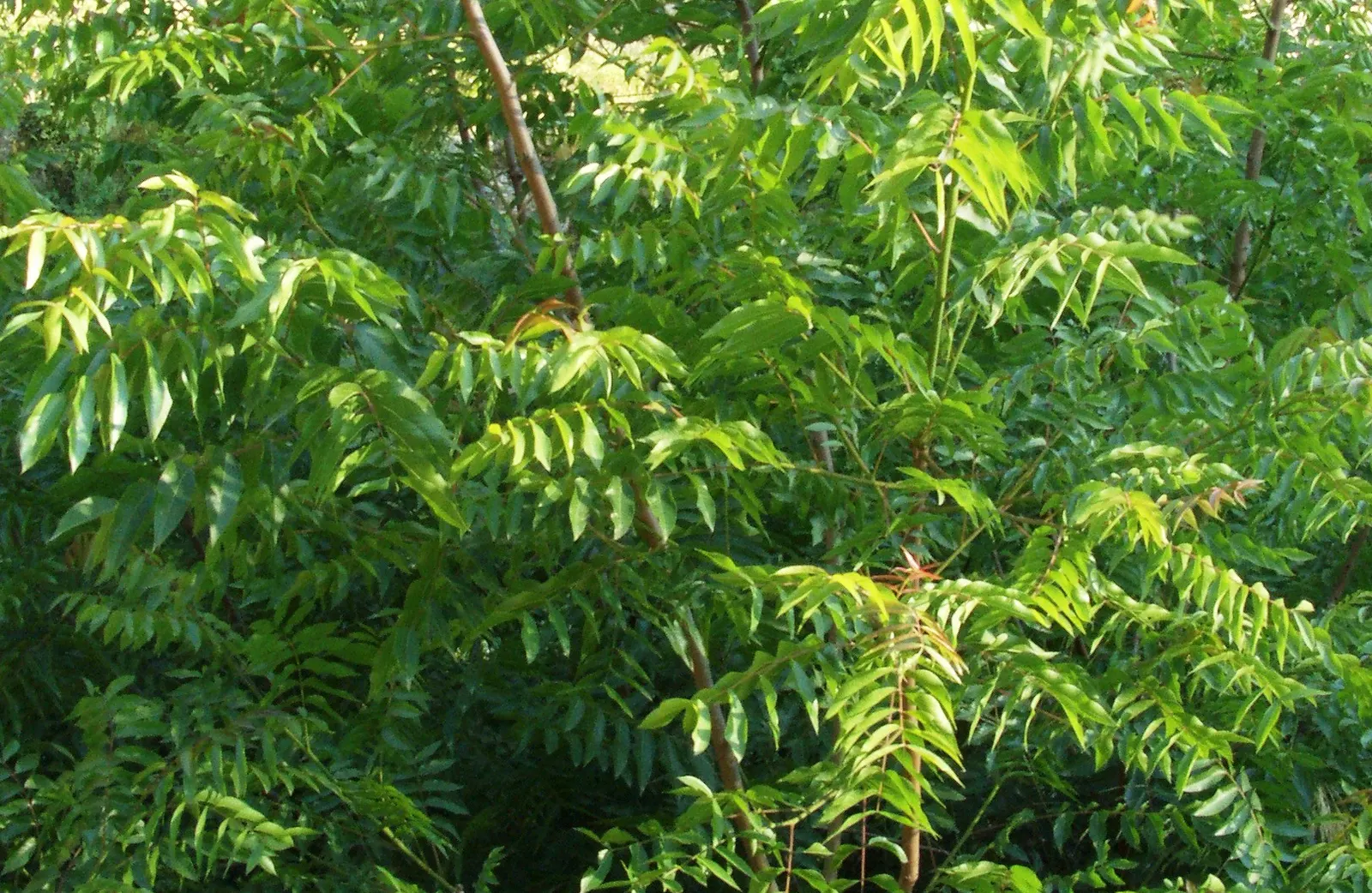 Tree Of Heaven (Ailanthus Altissima) — Resilient to pollution and poor soils, it thrives in zones 4-8; tropical-like leaves and ability to provide swift shade