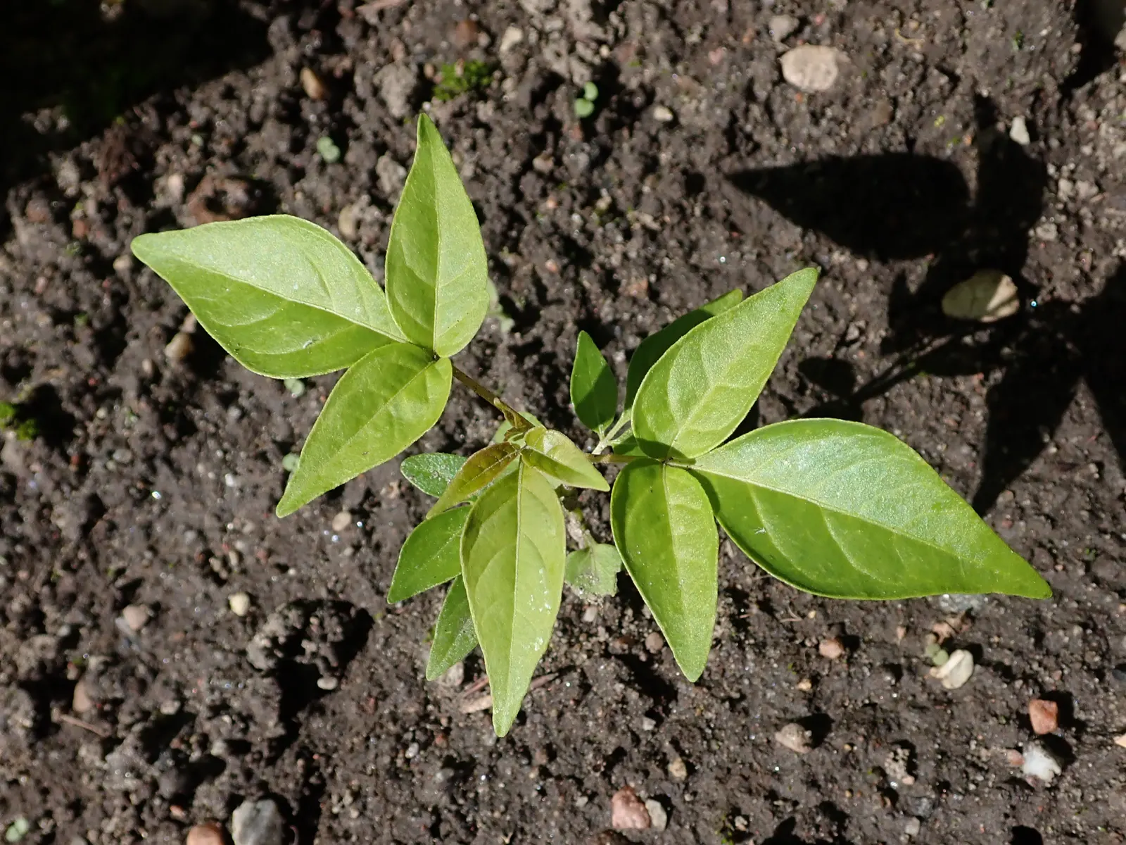 Tree Of Heaven (Ailanthus Altissima) — tree with yellow blooms; while it can thrive in a variety of soil types, it has a preference for, image 68