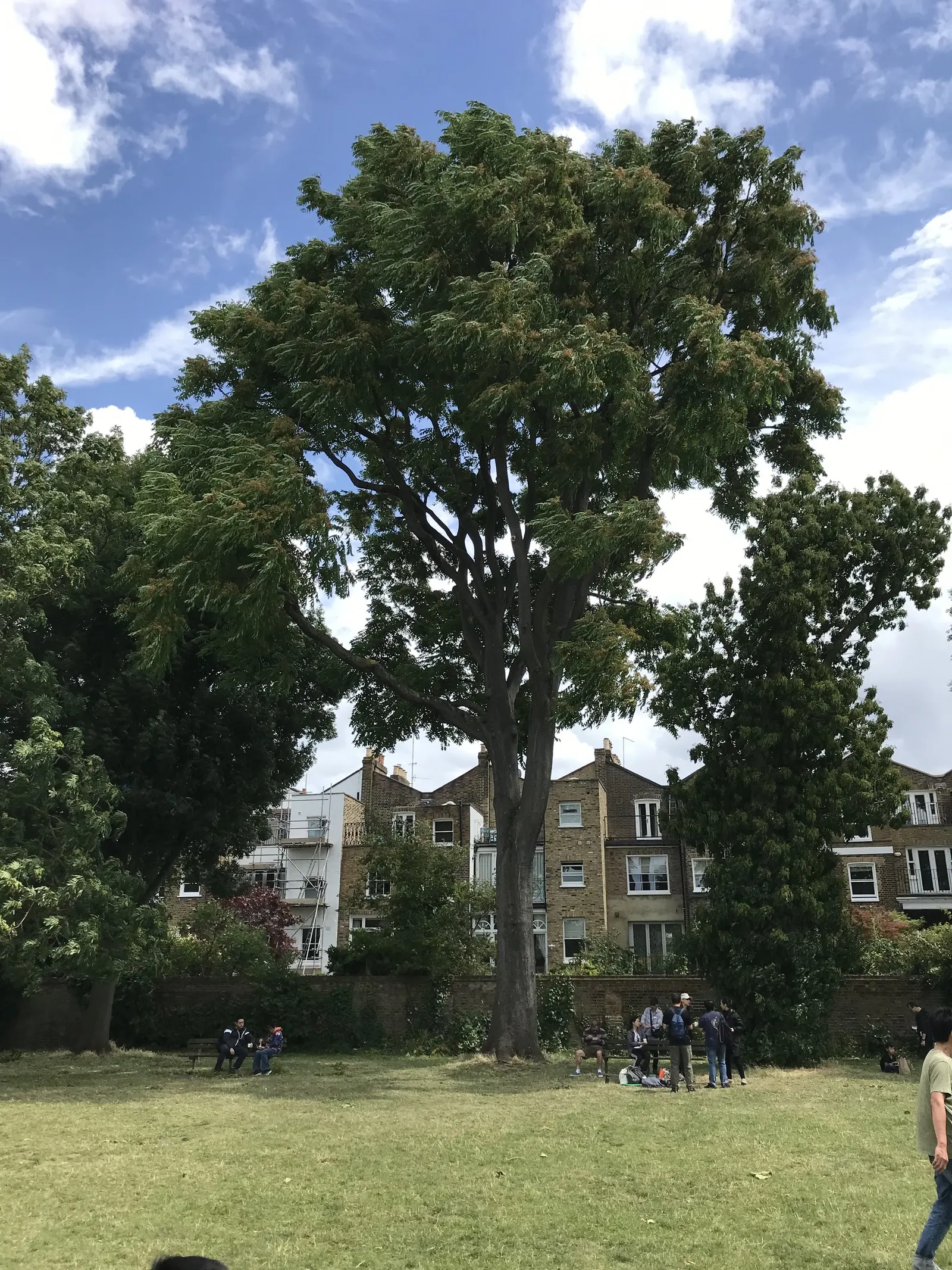 Tree Of Heaven (Ailanthus Altissima) — With a canopy spread of about 40 to 70 feet, this robust tree provides ample shade; notably tolerant of urban conditions