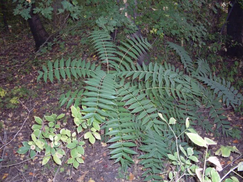 Tree Of Heaven (Ailanthus Altissima) — scientifically referred to as Ailanthus altissima