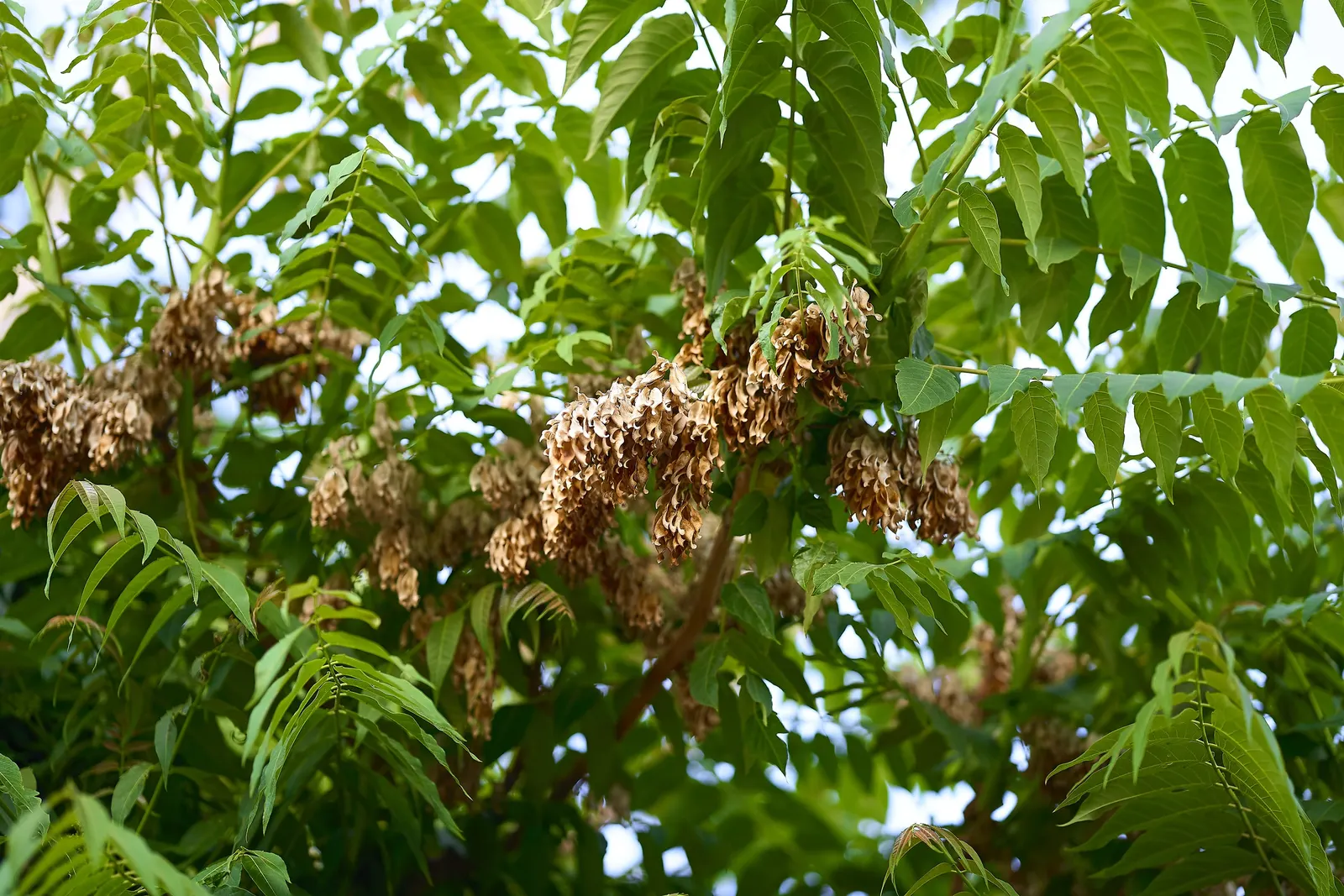 Tree Of Heaven (Ailanthus Altissima) — tree for full or half; regular pruning and maintenance are needed to manage its size and to prevent unwanted, image 92