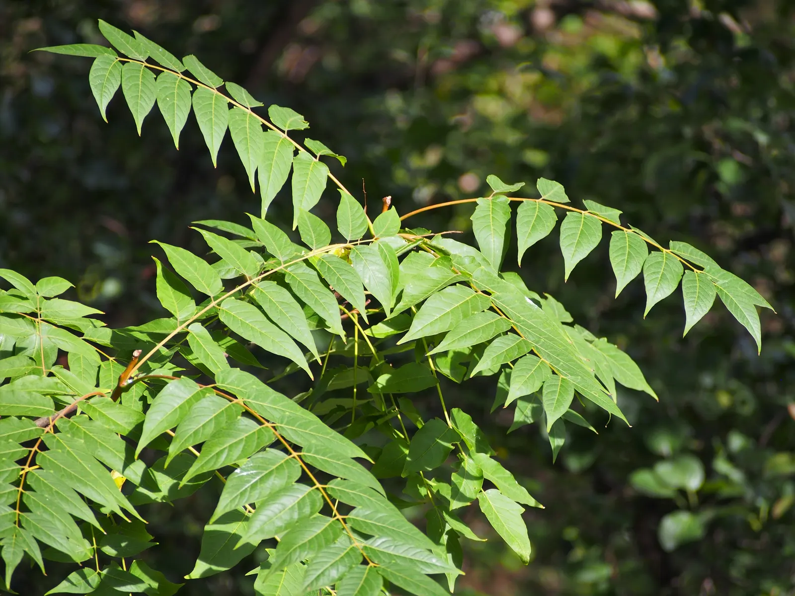 Tree Of Heaven (Ailanthus Altissima) — and each is composed of numerous smaller leaflets; consider placement and control carefully in landscape, image 103