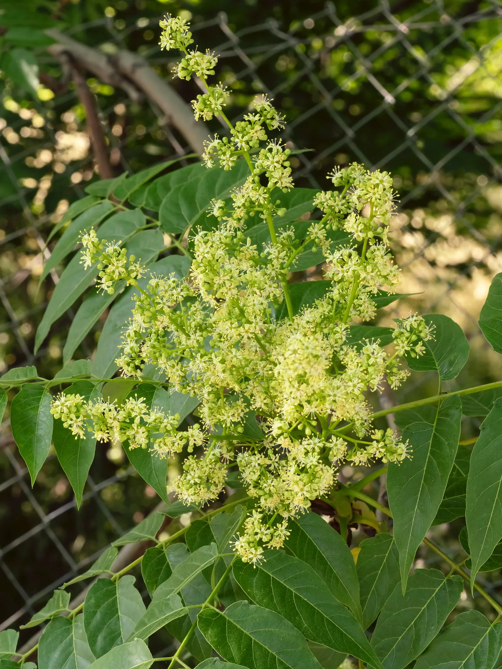 Tree Of Heaven (Ailanthus Altissima) — Regular pruning and maintenance are needed to manage its size and to prevent unwanted spreading; tree with, image 66