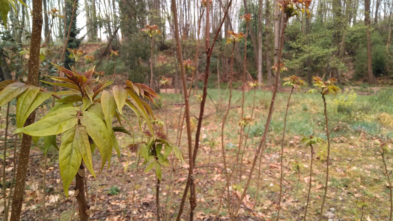 Tree Of Heaven (Ailanthus Altissima) — While it can thrive in a variety of soil types, it has a preference for well-drained loams