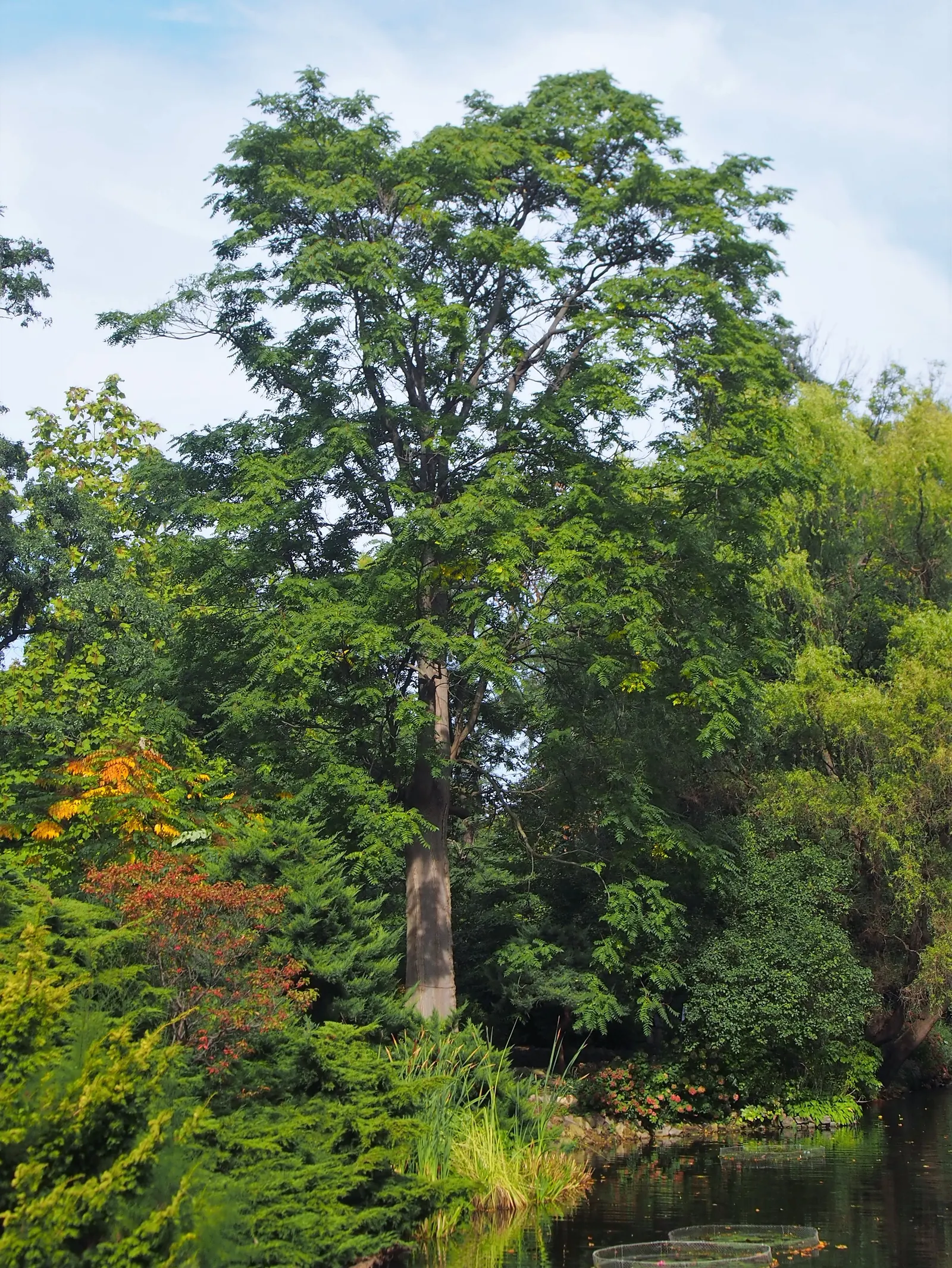 Tree Of Heaven (Ailanthus Altissima) — Ailanthus altissima is admired by many for its aesthetic and functional traits