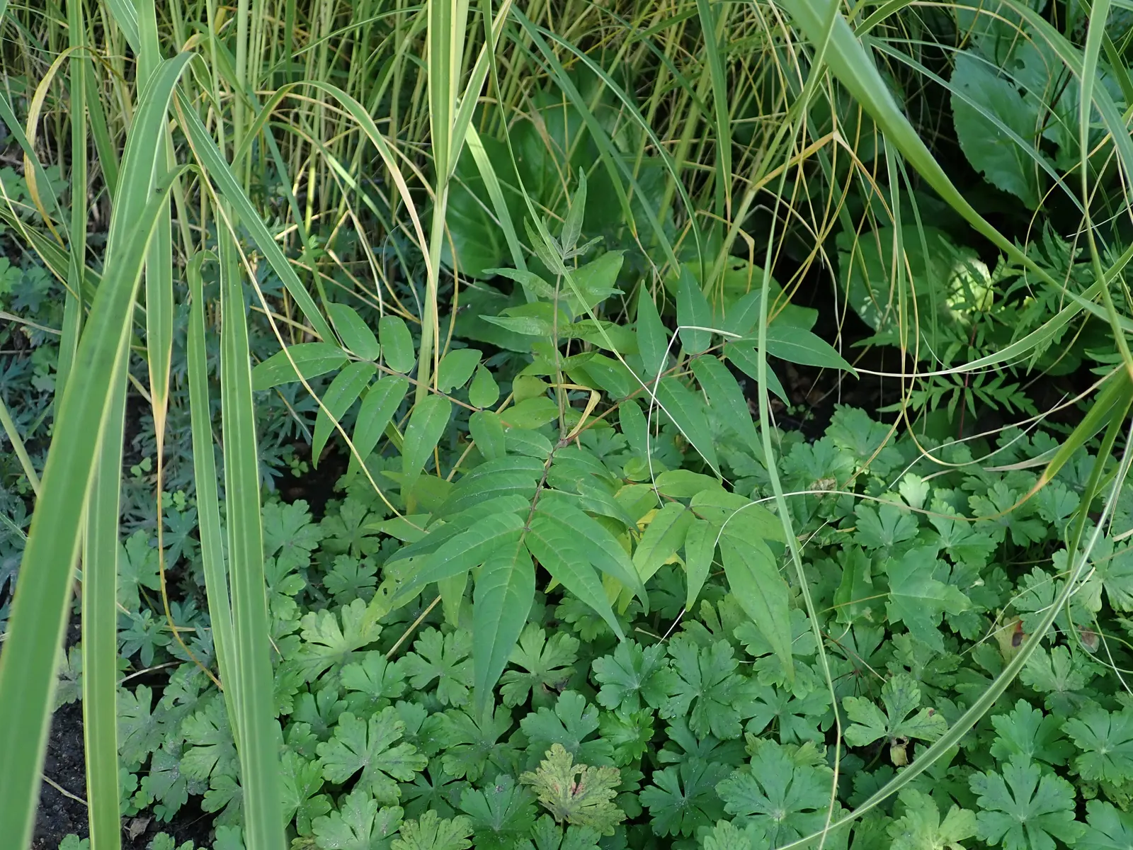 Tree Of Heaven (Ailanthus Altissima) — with a tendency to spread aggressively through root suckers and seeds