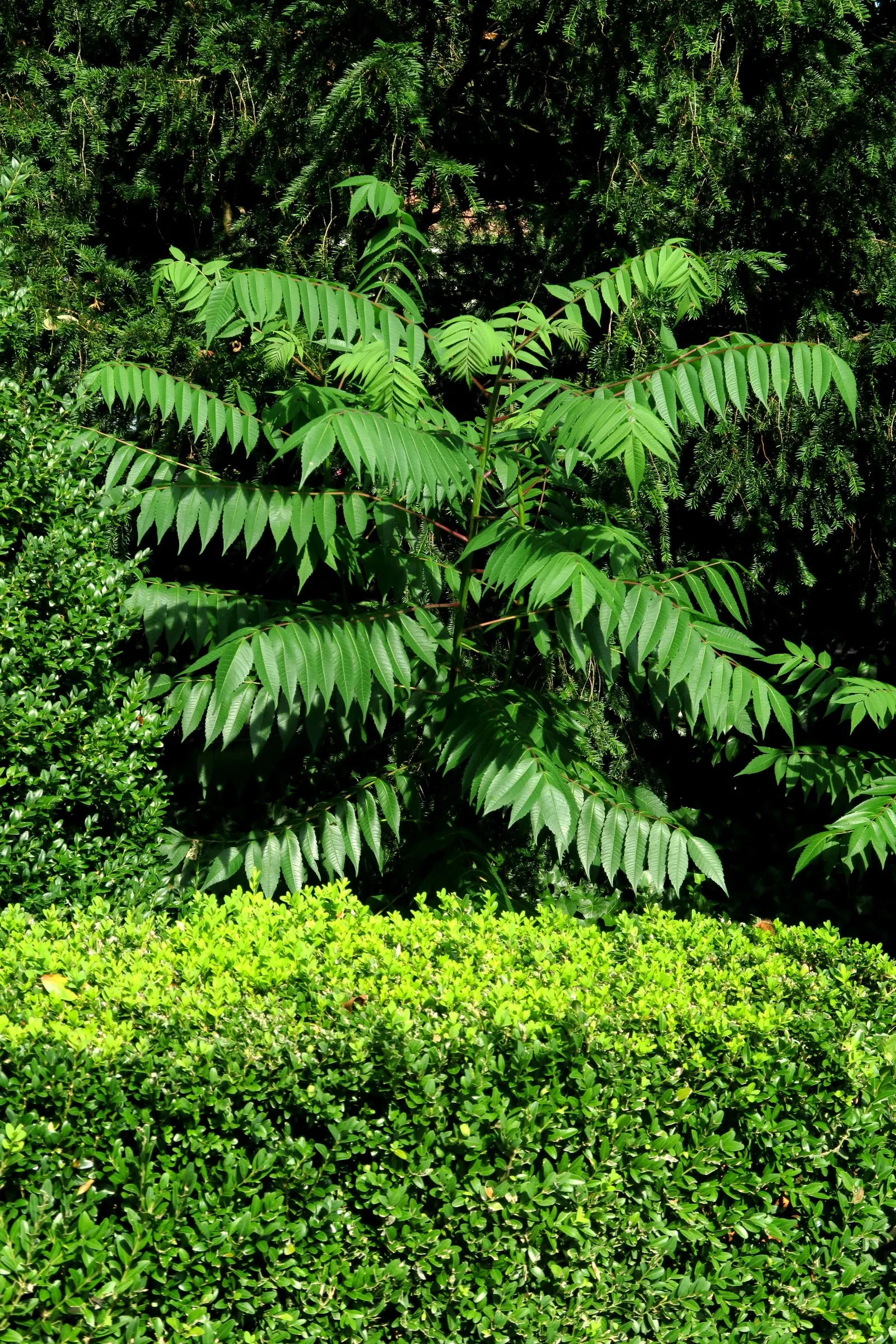 Tree Of Heaven (Ailanthus Altissima) — Notably tolerant of urban conditions; resilient to pollution and poor soils, it thrives in zones 4-8, image 60