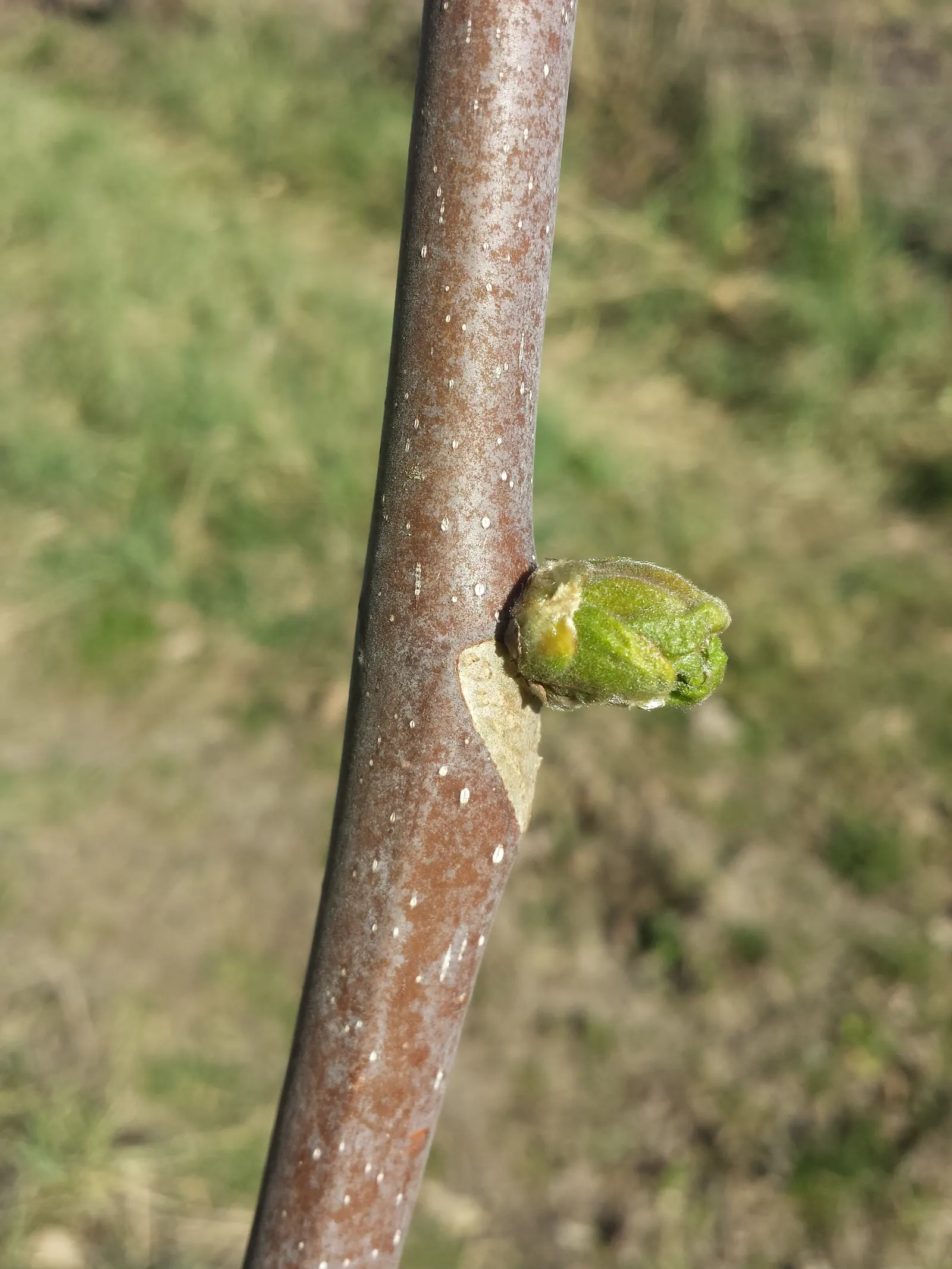 Tree Of Heaven (Ailanthus Altissima) — However, it can be invasive with allelopathic qualities, potentially hindering nearby plant growth; its, image 73