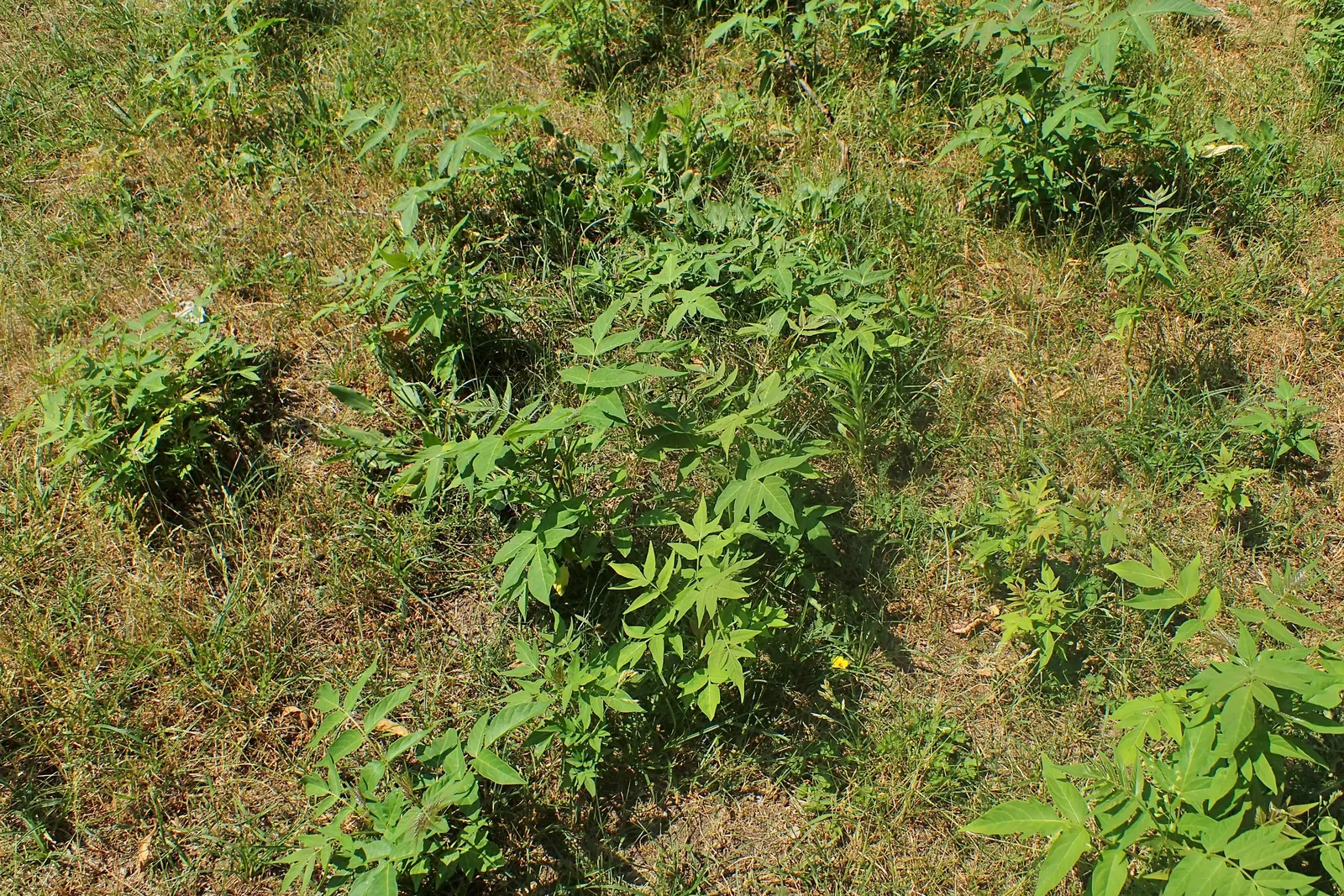 Tree Of Heaven (Ailanthus Altissima) — Its compound leaves stretch 1-4 feet in length, offering a lush canopy