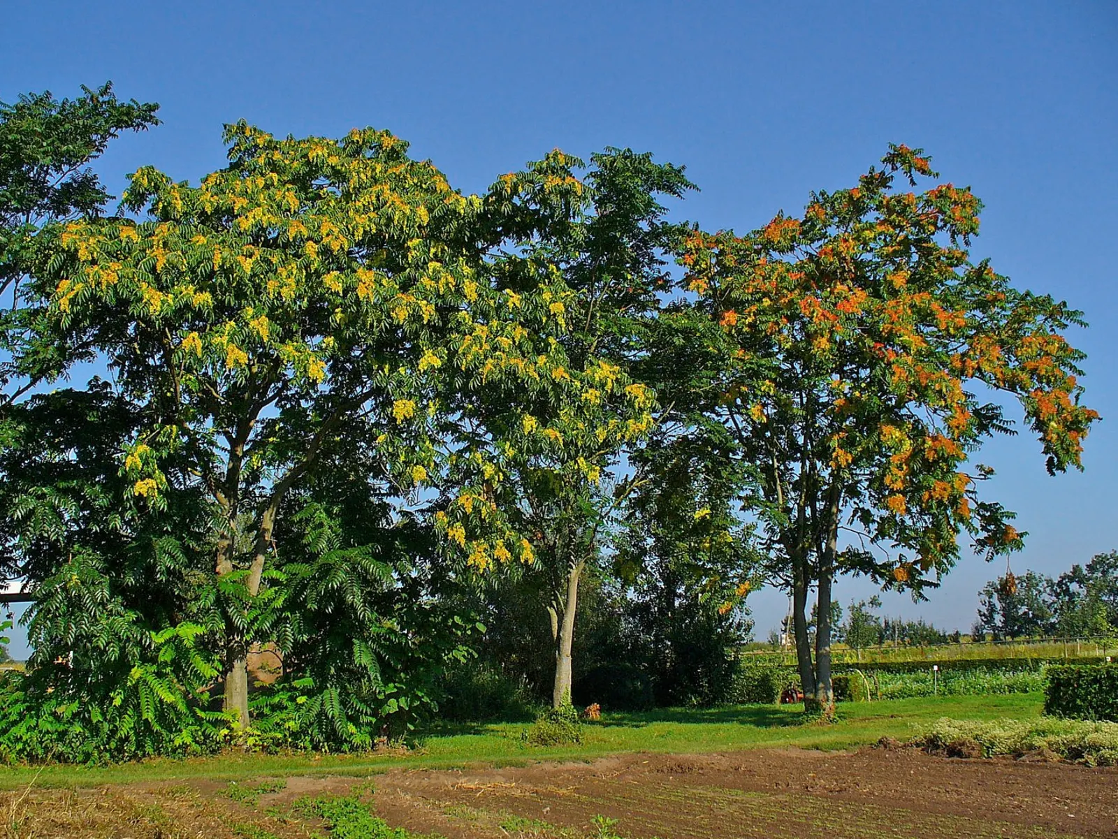 Tree Of Heaven (Ailanthus Altissima) — Notably tolerant of urban conditions