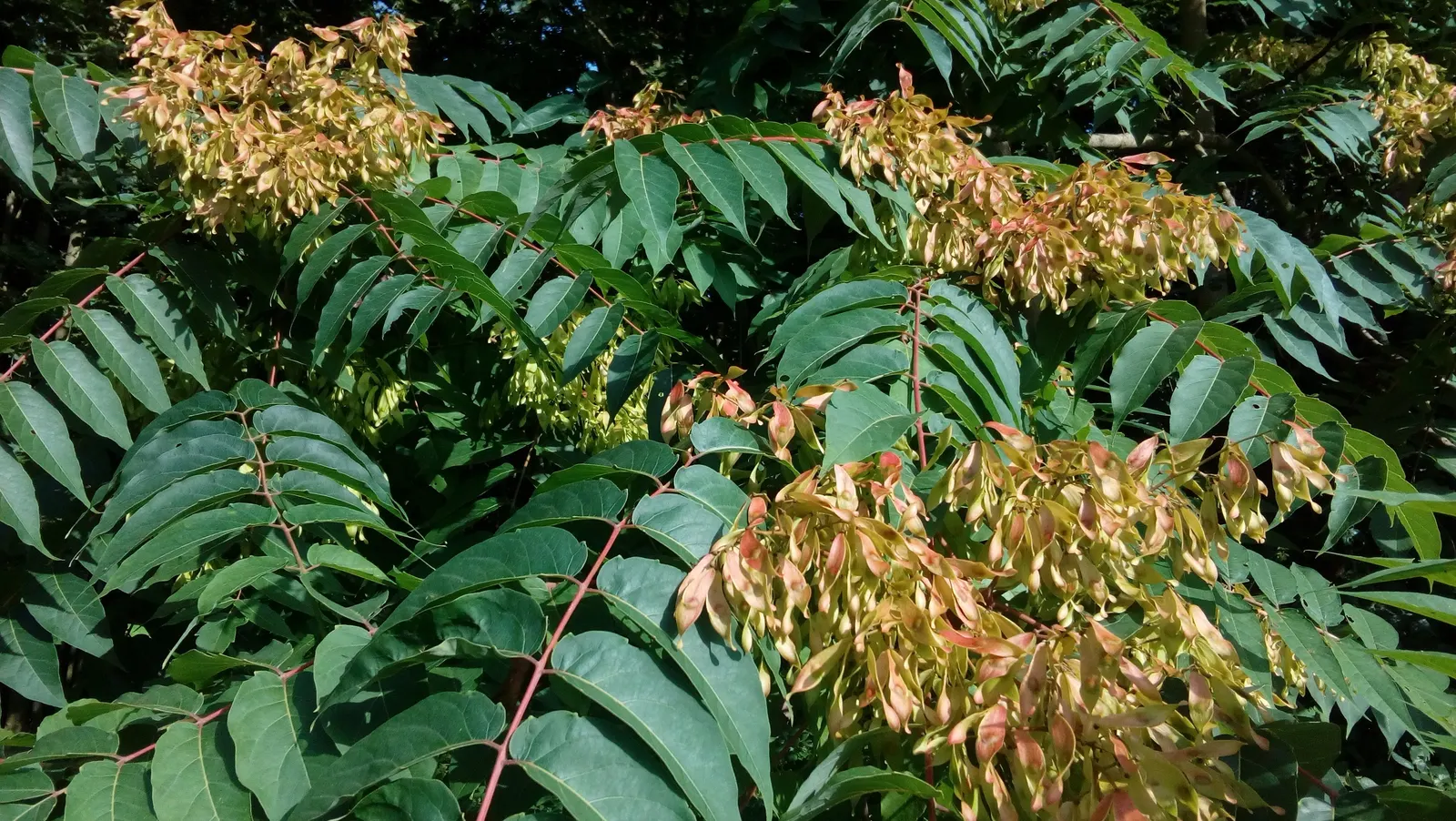Tree Of Heaven (Ailanthus Altissima) — and each is composed of numerous smaller leaflets