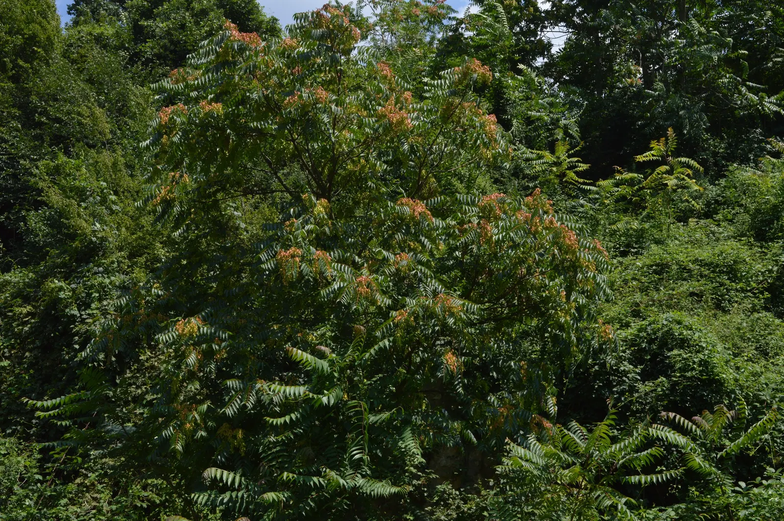 Tree Of Heaven (Ailanthus Altissima) — Consider placement and control carefully in landscape designs; with a canopy spread of about 40 to 70 feet, image 51