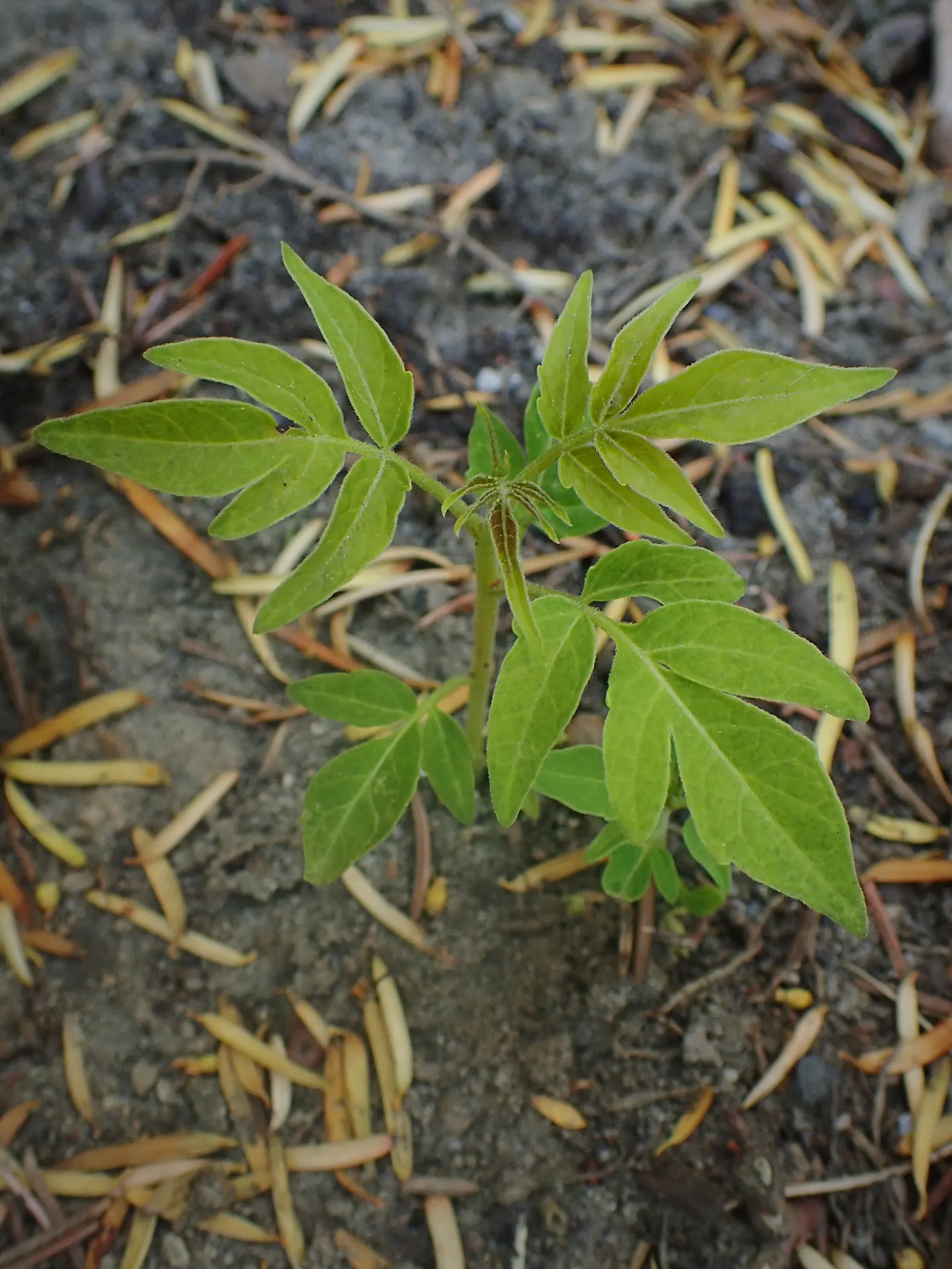 Tree Of Heaven (Ailanthus Altissima) — yellow flowers in the garden; scientifically referred to as Ailanthus altissima, image 90