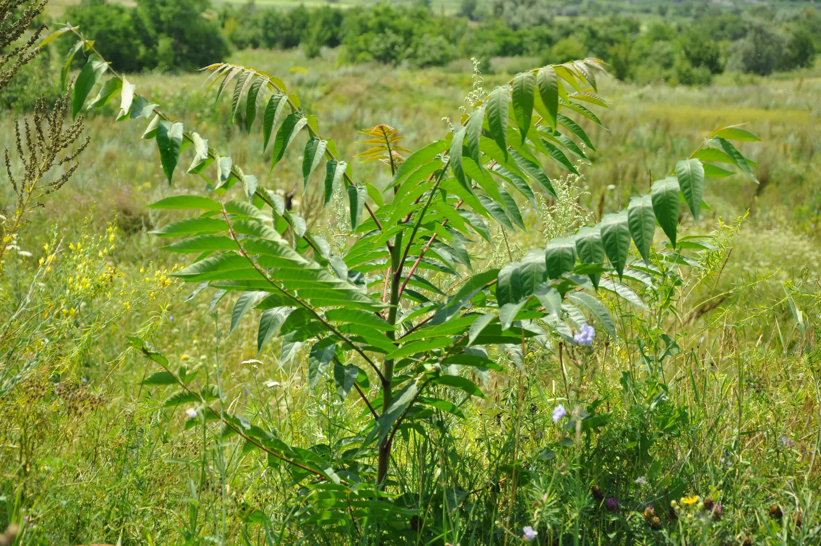 Tree Of Heaven (Ailanthus Altissima) — Consider placement and control carefully in landscape designs; with a canopy spread of about 40 to 70 feet, image 97
