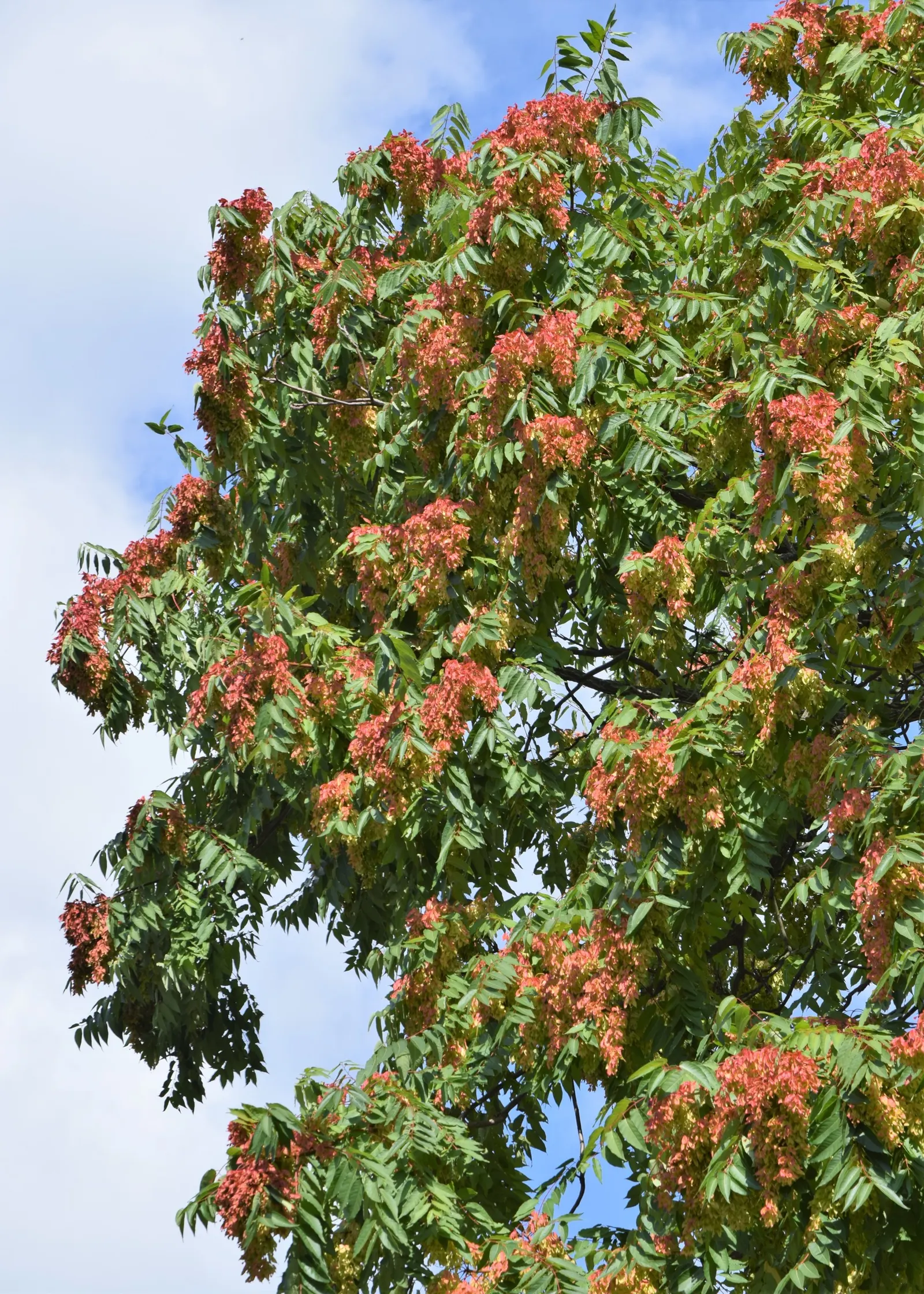 Tree Of Heaven (Ailanthus Altissima) — this tree can withstand air pollution and poor soils; its compound leaves are quite lengthy