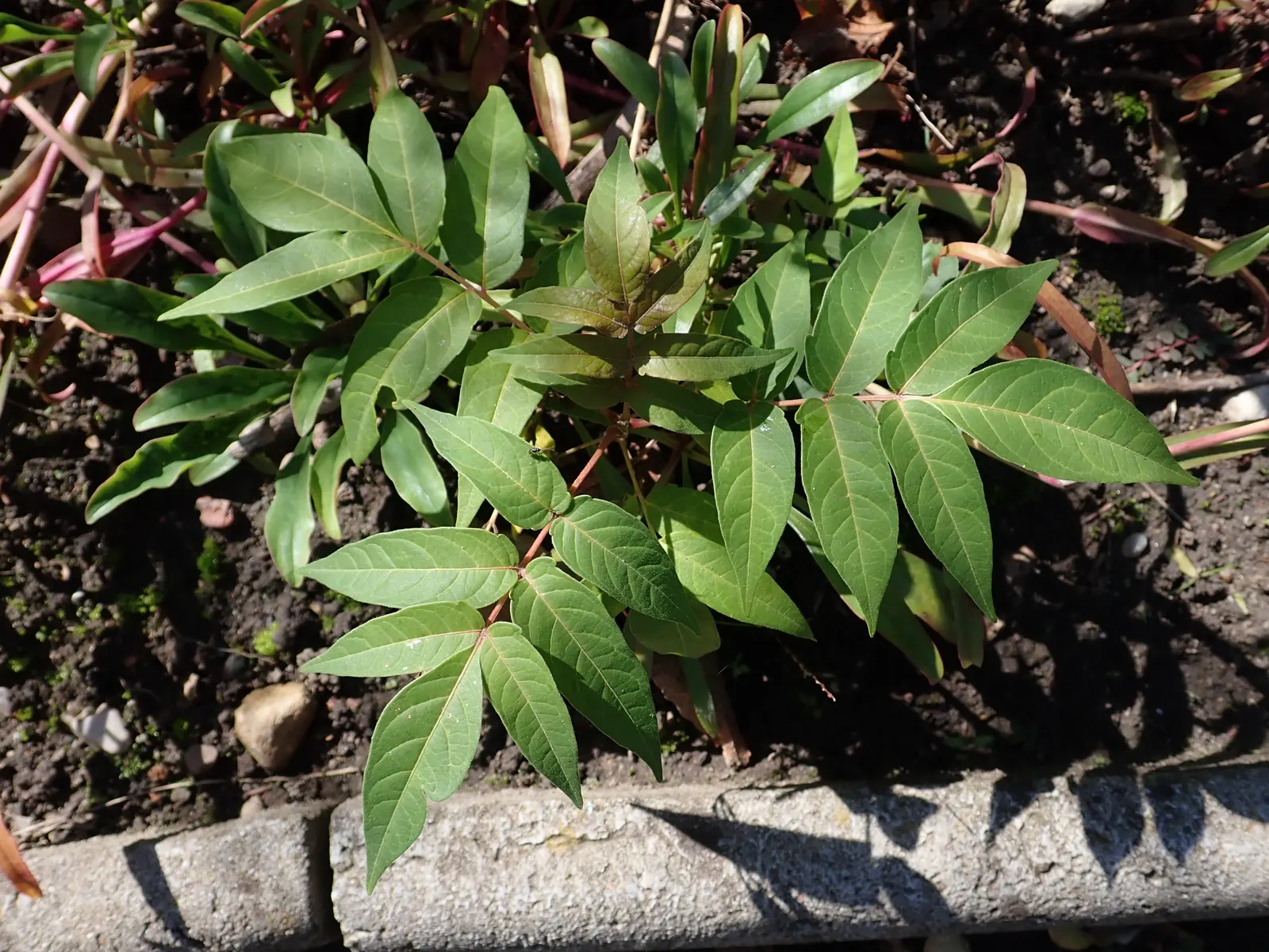 Tree Of Heaven (Ailanthus Altissima) — scientifically referred to as Ailanthus altissima; with a tendency to spread aggressively through root, image 52