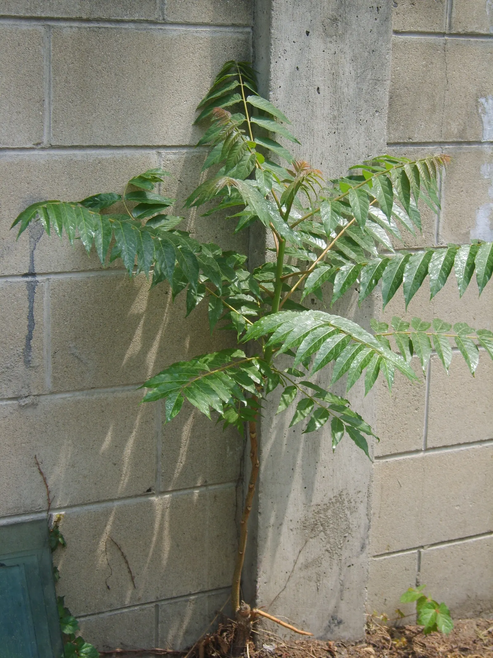 Tree Of Heaven (Ailanthus Altissima) — with some specimens stretching upwards to 100 feet under optimal conditions; is a rapid-growing deciduous, image 77