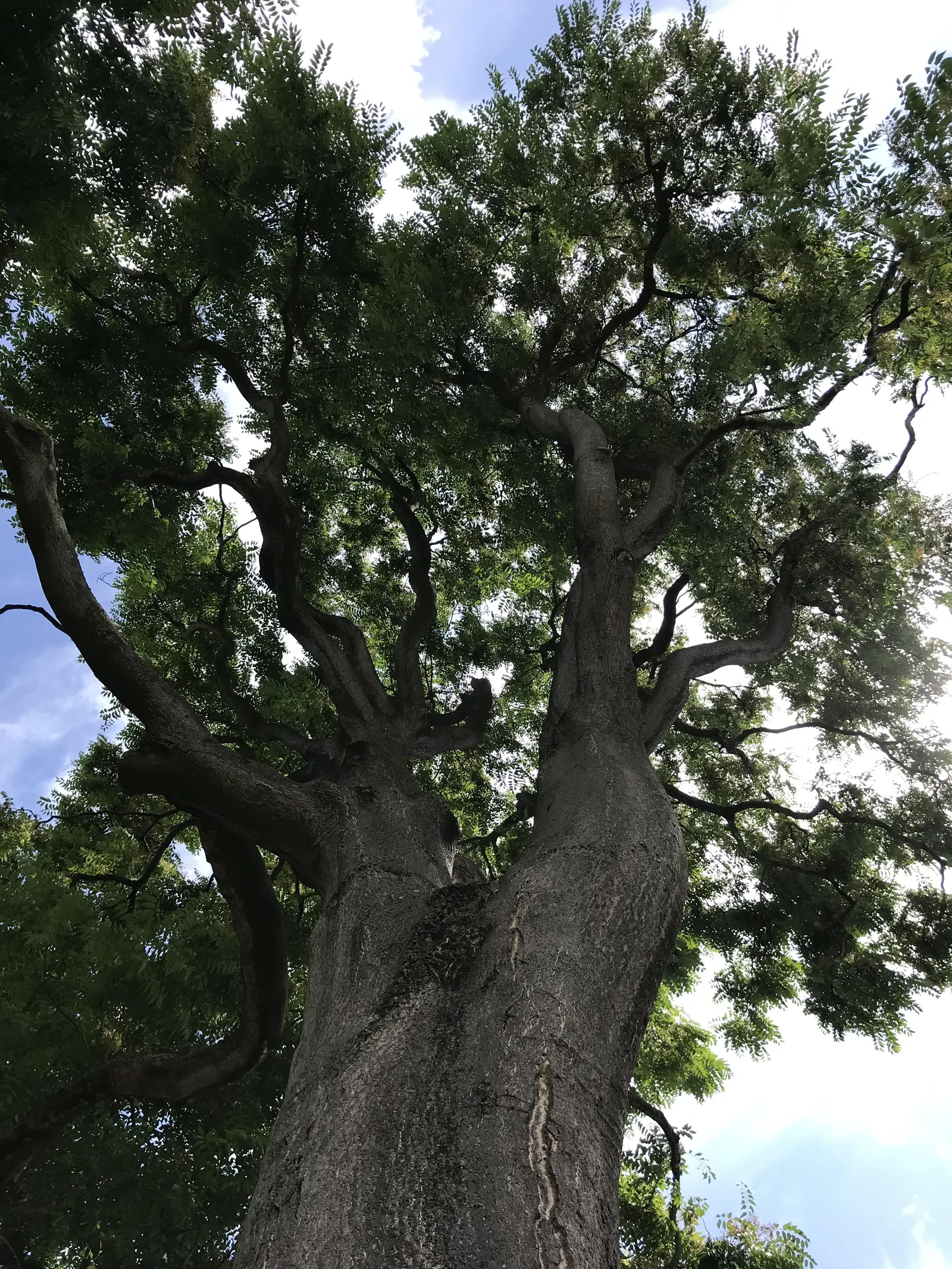 Tree Of Heaven (Ailanthus Altissima) — is a rapid-growing deciduous tree that can reach impressive heights between 70 to 80 feet