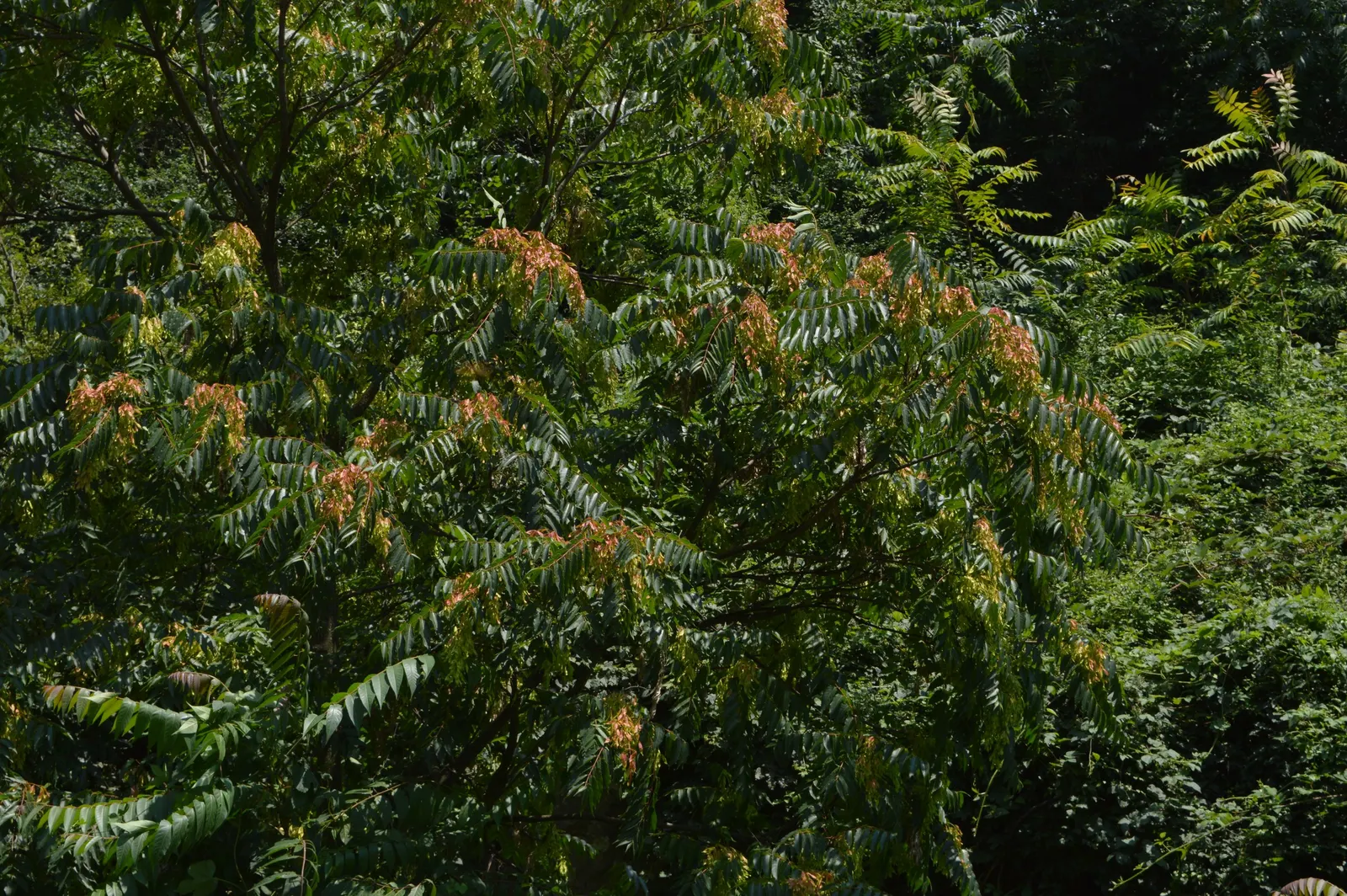 Tree Of Heaven (Ailanthus Altissima) — While it can thrive in a variety of soil types, it has a preference for well-drained loams; ailanthus altissima is