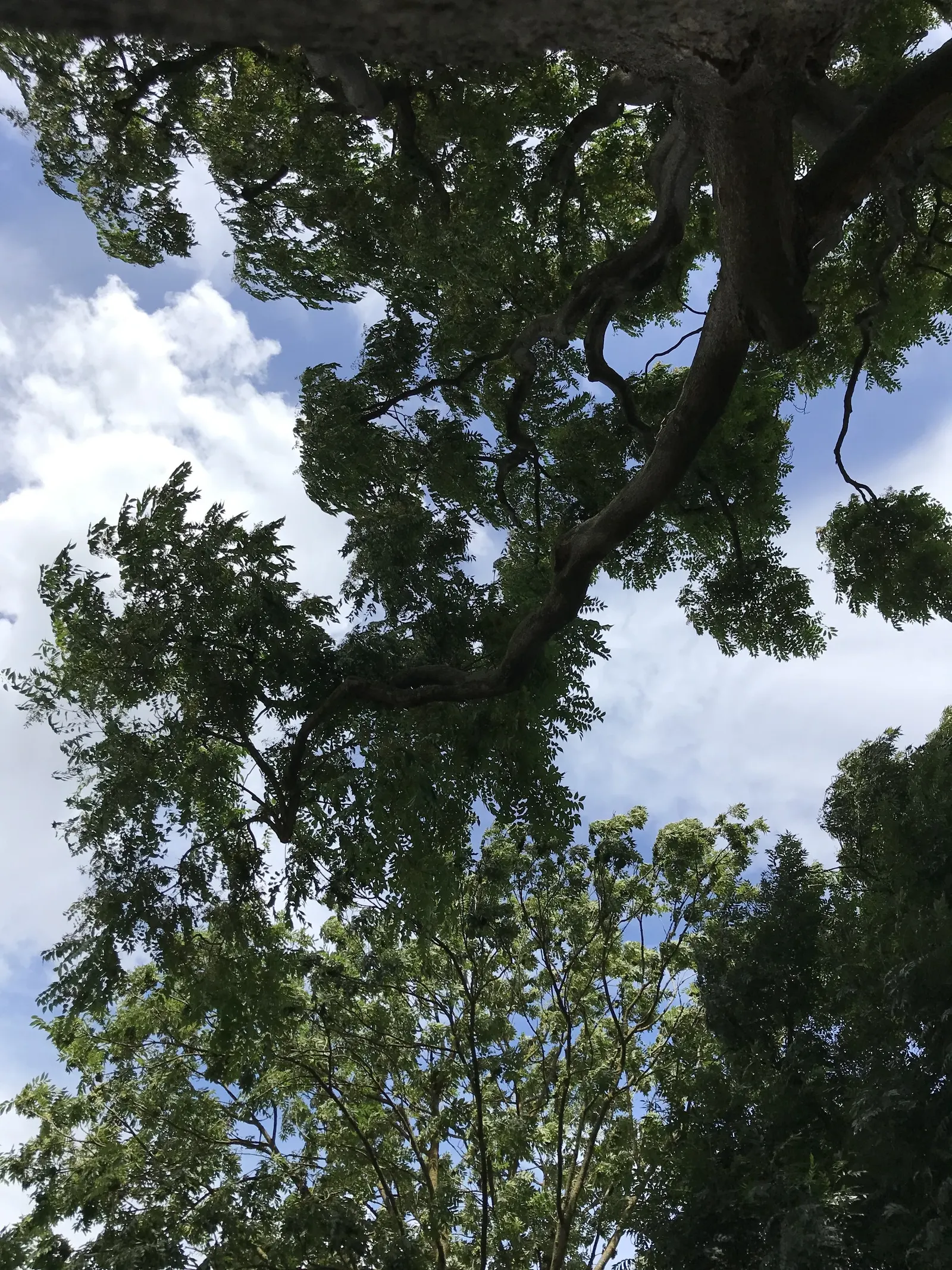 Tree Of Heaven (Ailanthus Altissima) — With a canopy spread of about 40 to 70 feet, this robust tree provides ample shade; notably tolerant of, image 78
