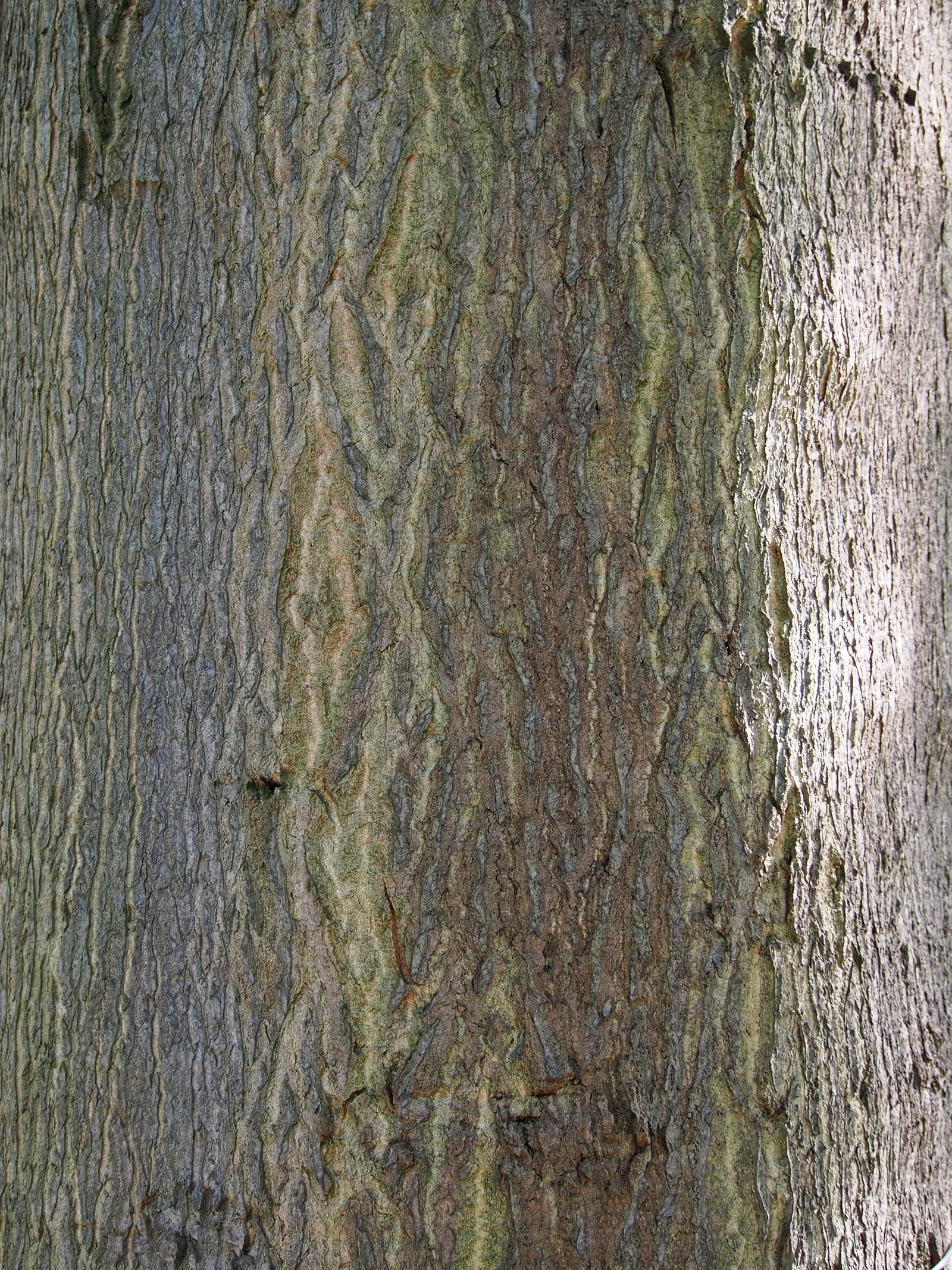 Tree Of Heaven (Ailanthus Altissima) — scientifically referred to as Ailanthus altissima; with a tendency to spread aggressively through root, image 98