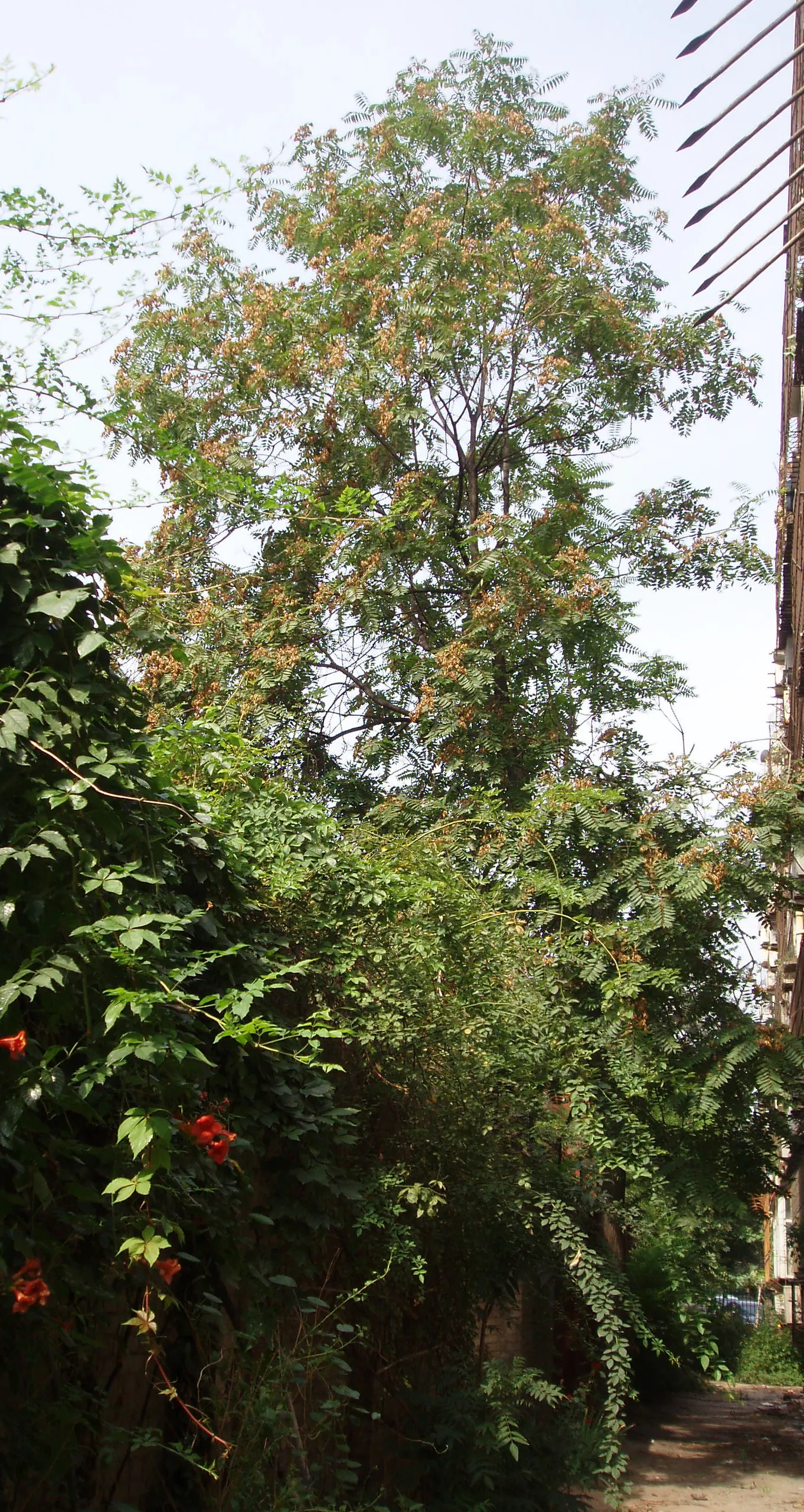 Tree Of Heaven (Ailanthus Altissima) — Notably tolerant of urban conditions; resilient to pollution and poor soils, it thrives in zones 4-8, image 83