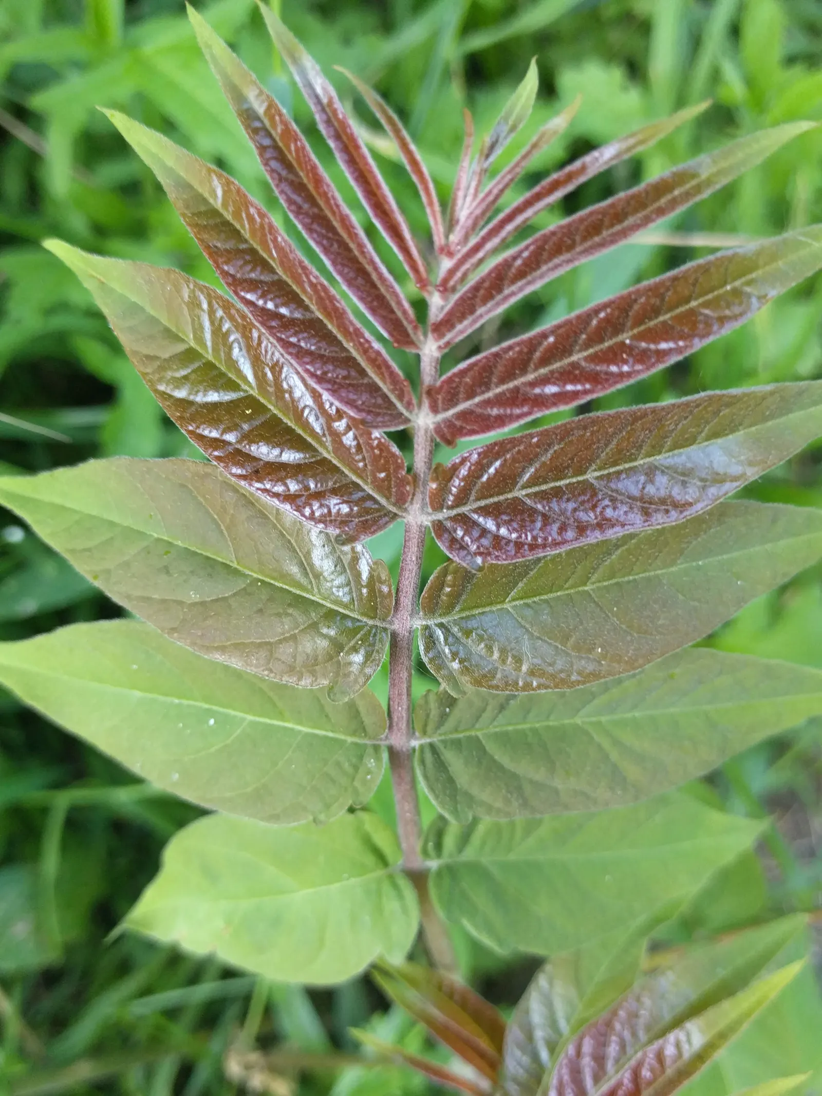 Tree Of Heaven (Ailanthus Altissima) — However, it can be invasive with allelopathic qualities, potentially hindering nearby plant growth; its compound leaves