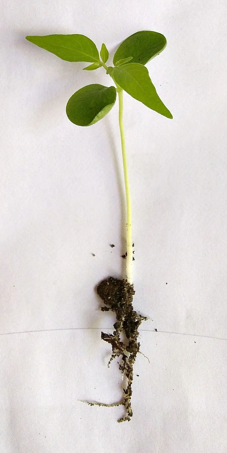 Tree Of Heaven (Ailanthus Altissima) — However, it can be invasive with allelopathic qualities, potentially hindering nearby plant growth; its, image 50