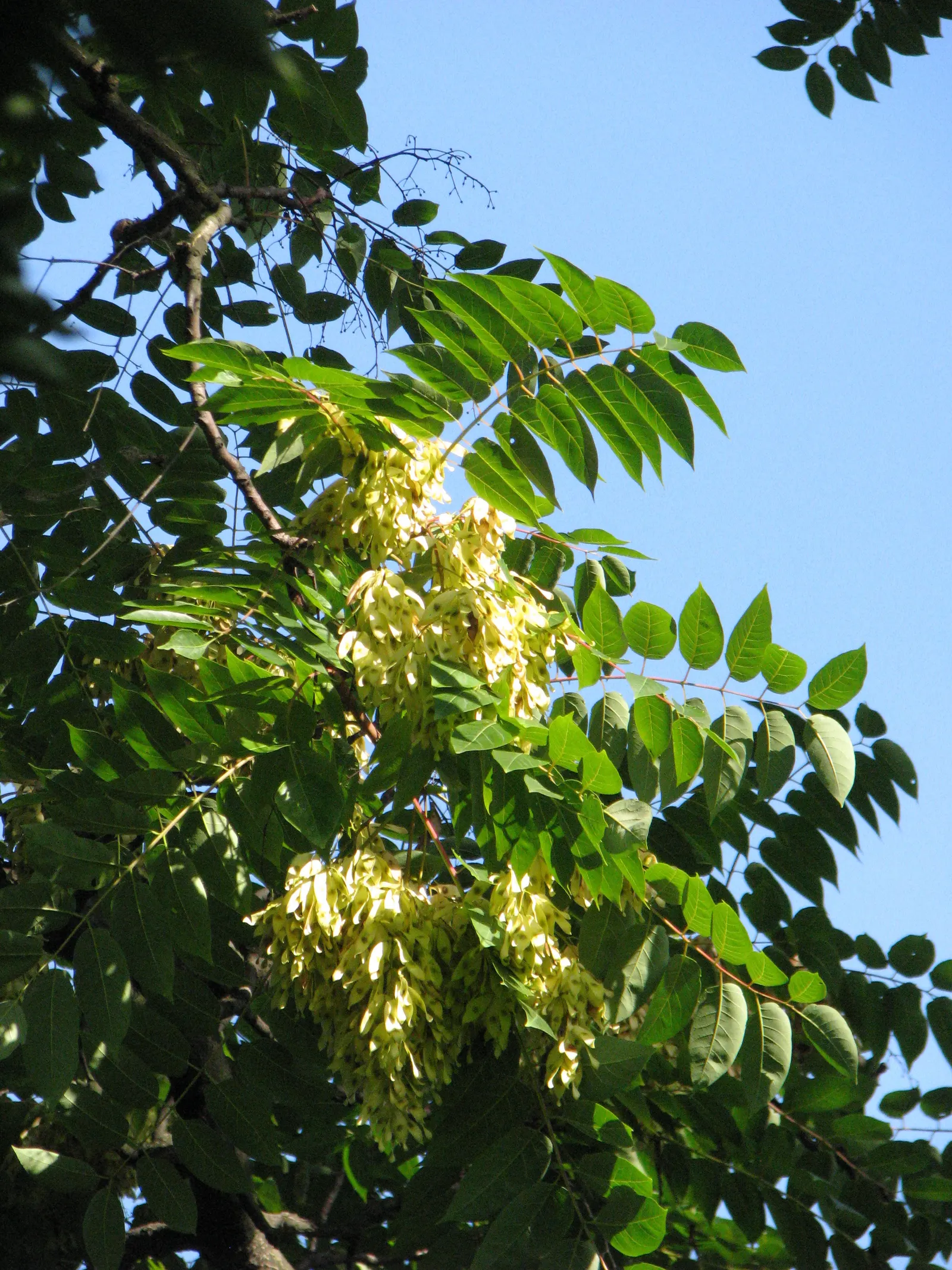 Tree Of Heaven (Ailanthus Altissima) — With a canopy spread of about 40 to 70 feet, this robust tree provides ample shade; notably tolerant of, image 55