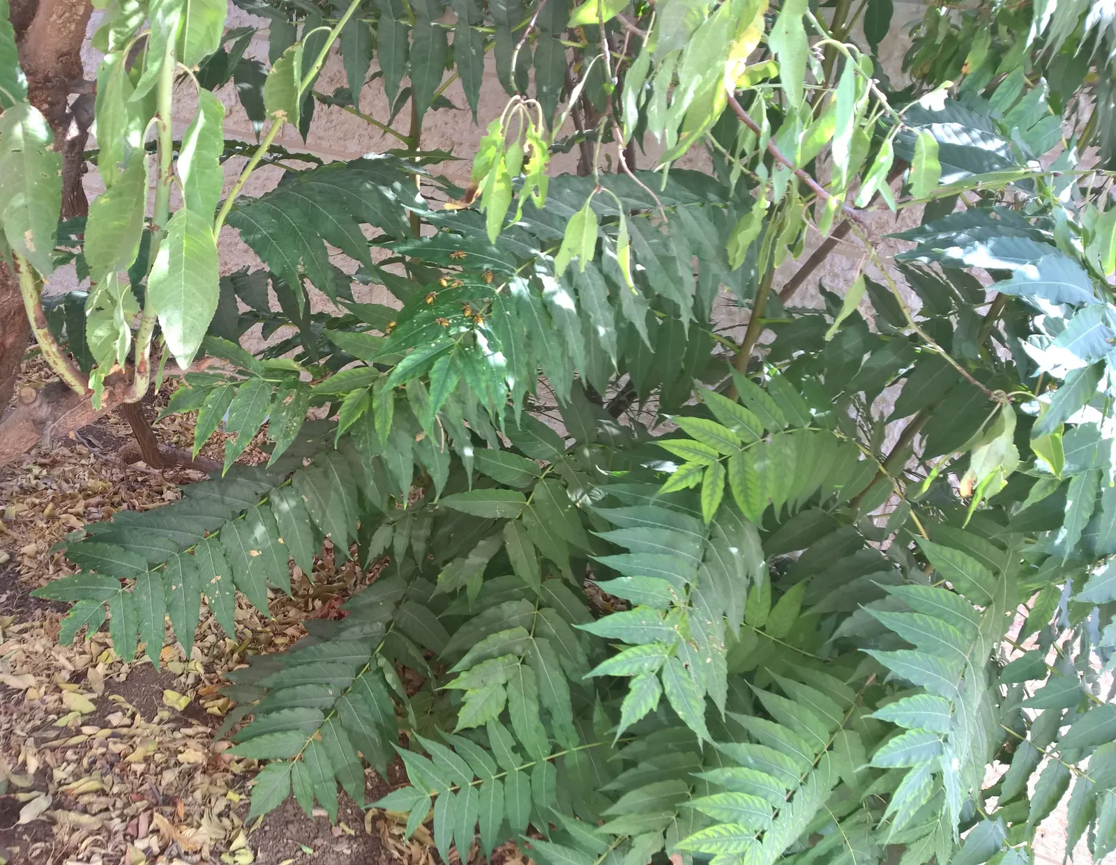 Tree Of Heaven (Ailanthus Altissima) — Additionally, it produces a chemical that can inhibit growth in nearby plants; is a robust deciduous tree, image 63